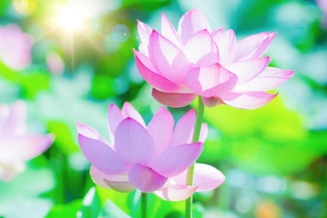 綺麗な花