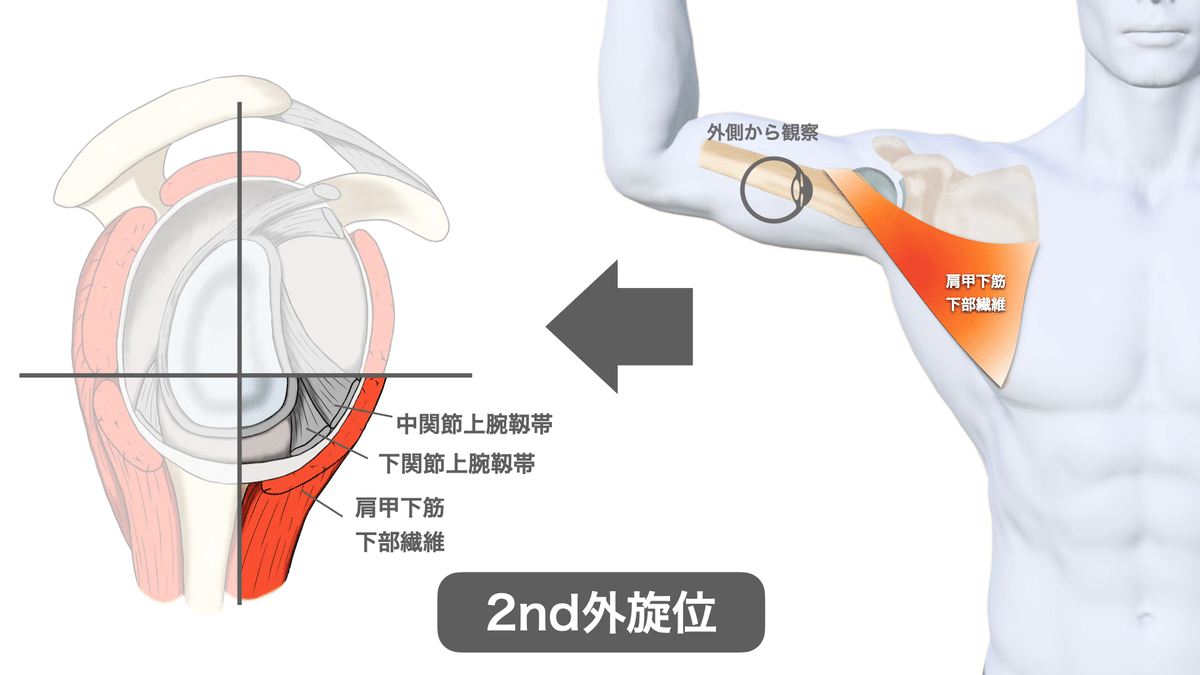 肩関節の制限因子と触診アプローチ｜理学療法士による臨床のため