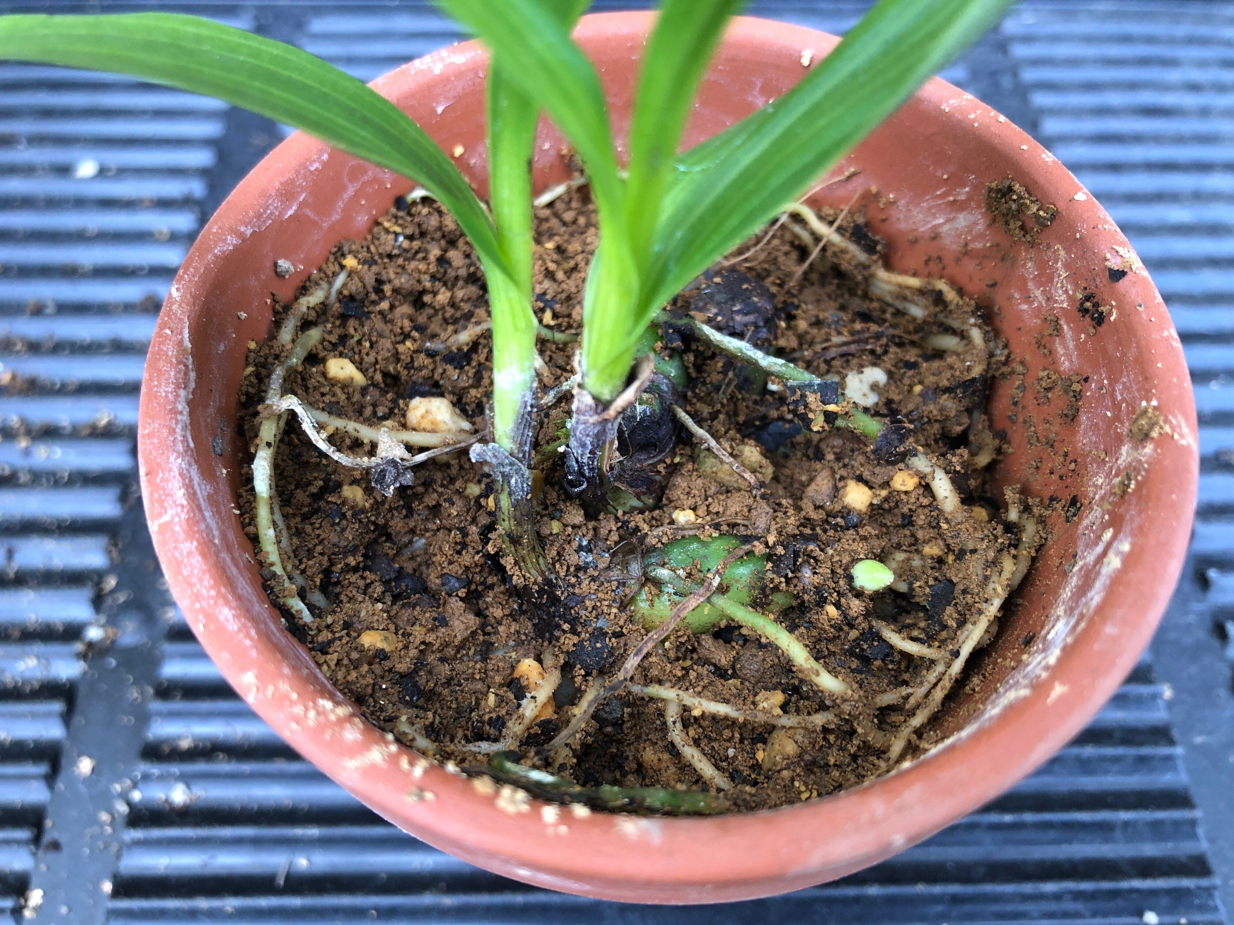 今日は シラン(紫蘭)の植え替えをしたよ🌱｜穂の気ままライフ