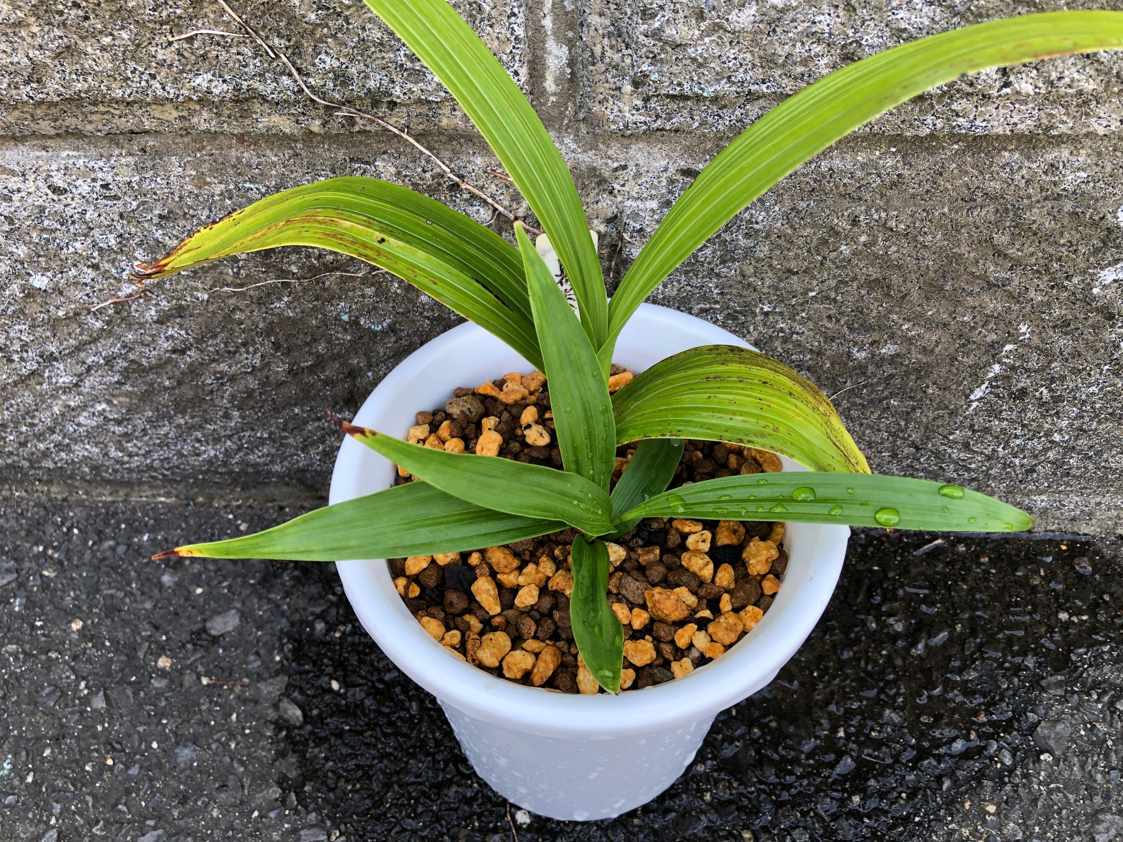 今日は シラン(紫蘭)の植え替えをしたよ🌱｜穂の気ままライフ