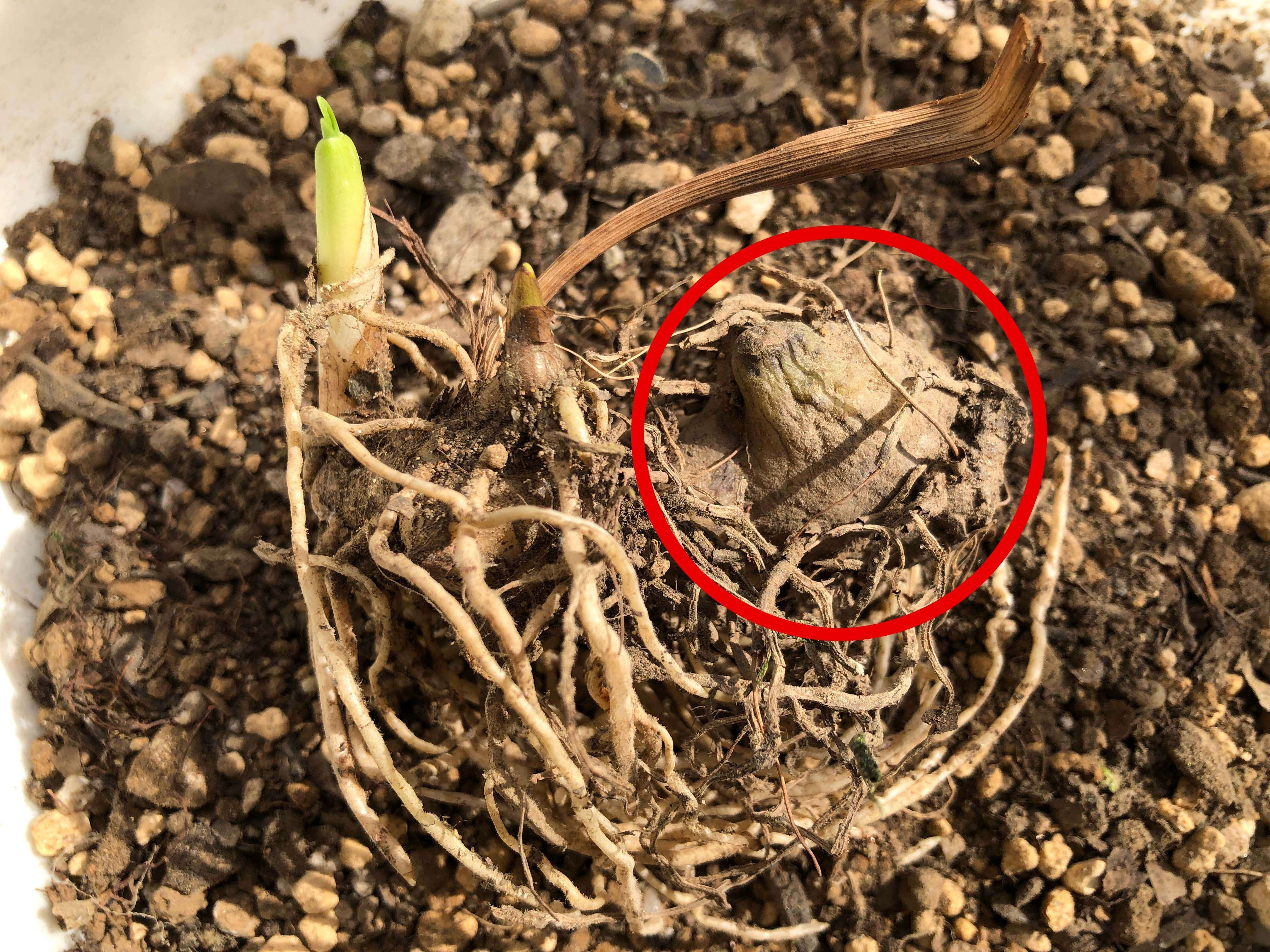 今日は シラン(紫蘭)の植え替えをしたよ🌱｜穂の気ままライフ