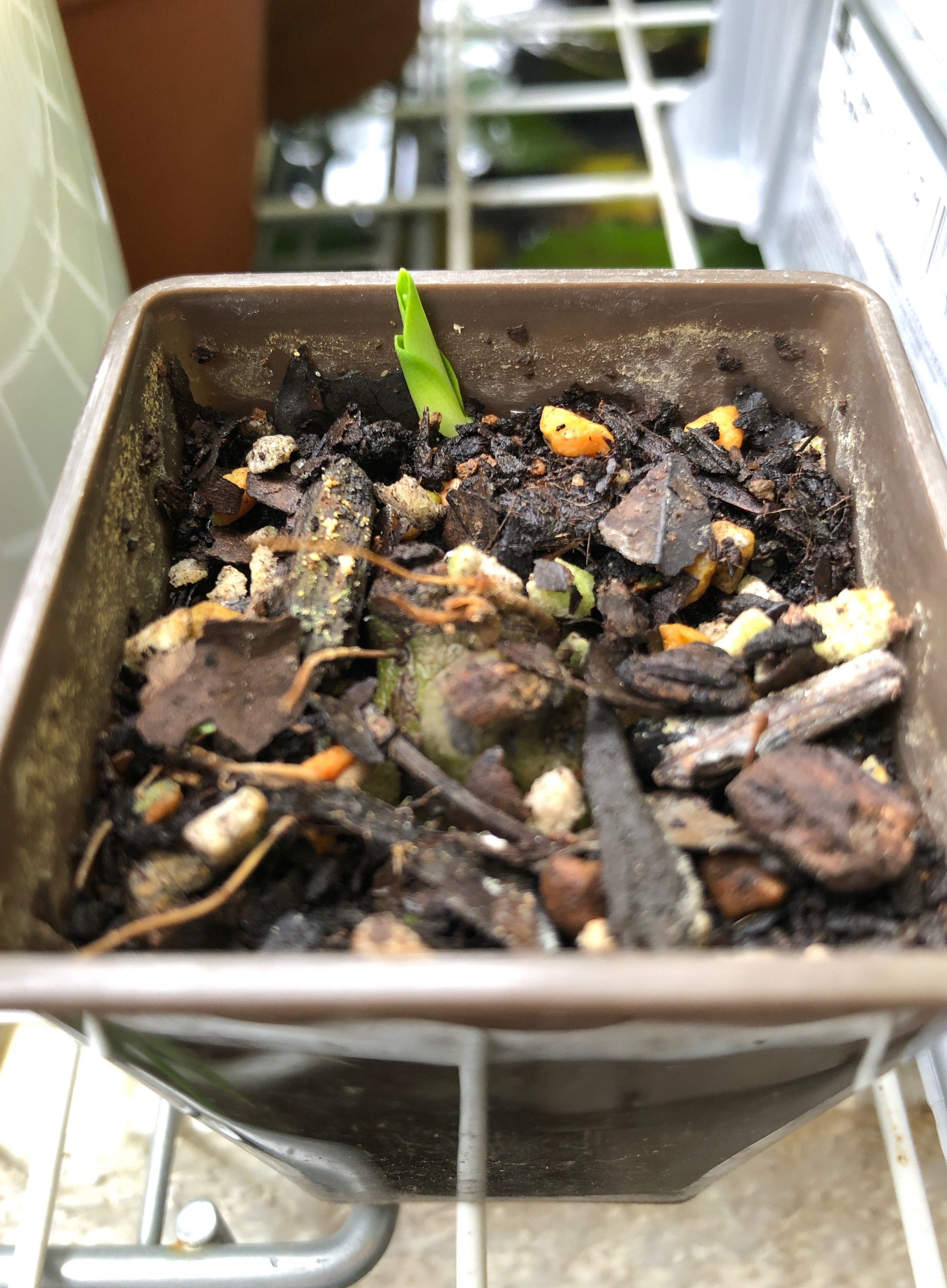 今日は シラン(紫蘭)の植え替えをしたよ🌱｜穂の気ままライフ