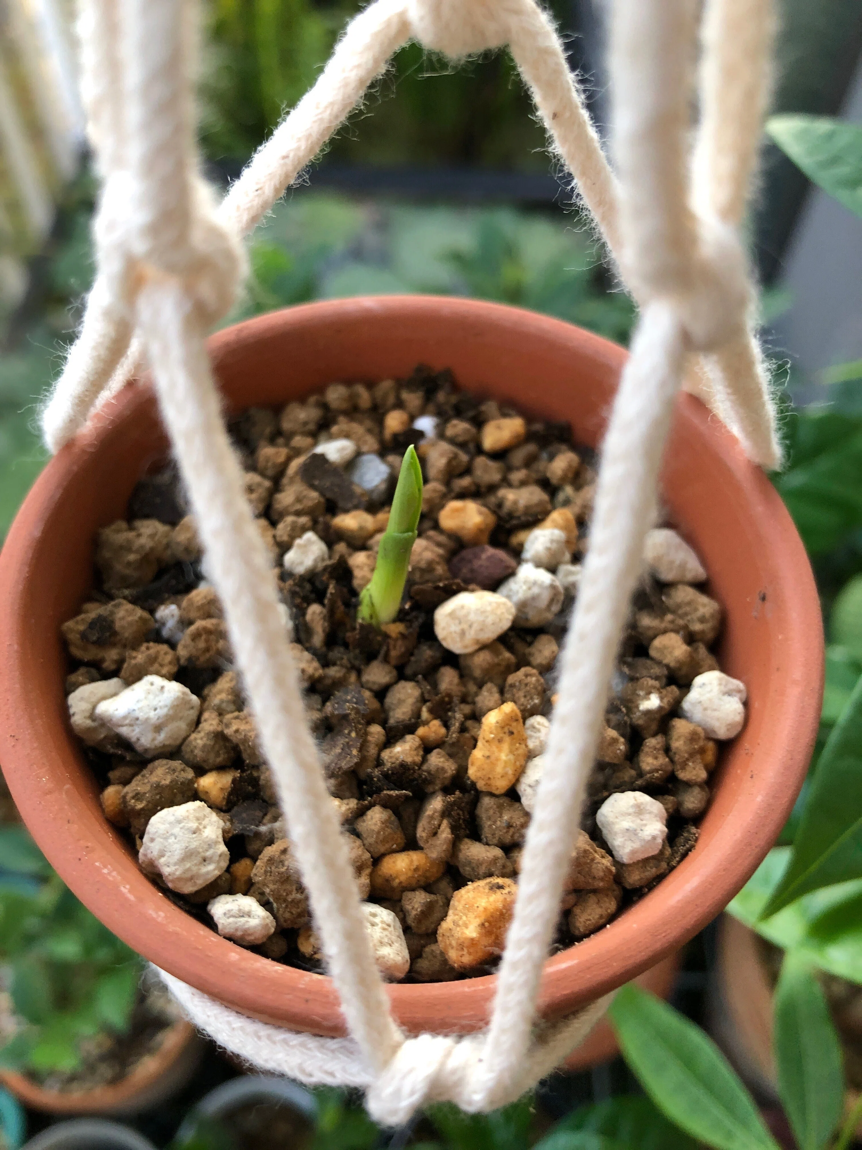 今日は シラン(紫蘭)の植え替えをしたよ🌱｜穂の気ままライフ