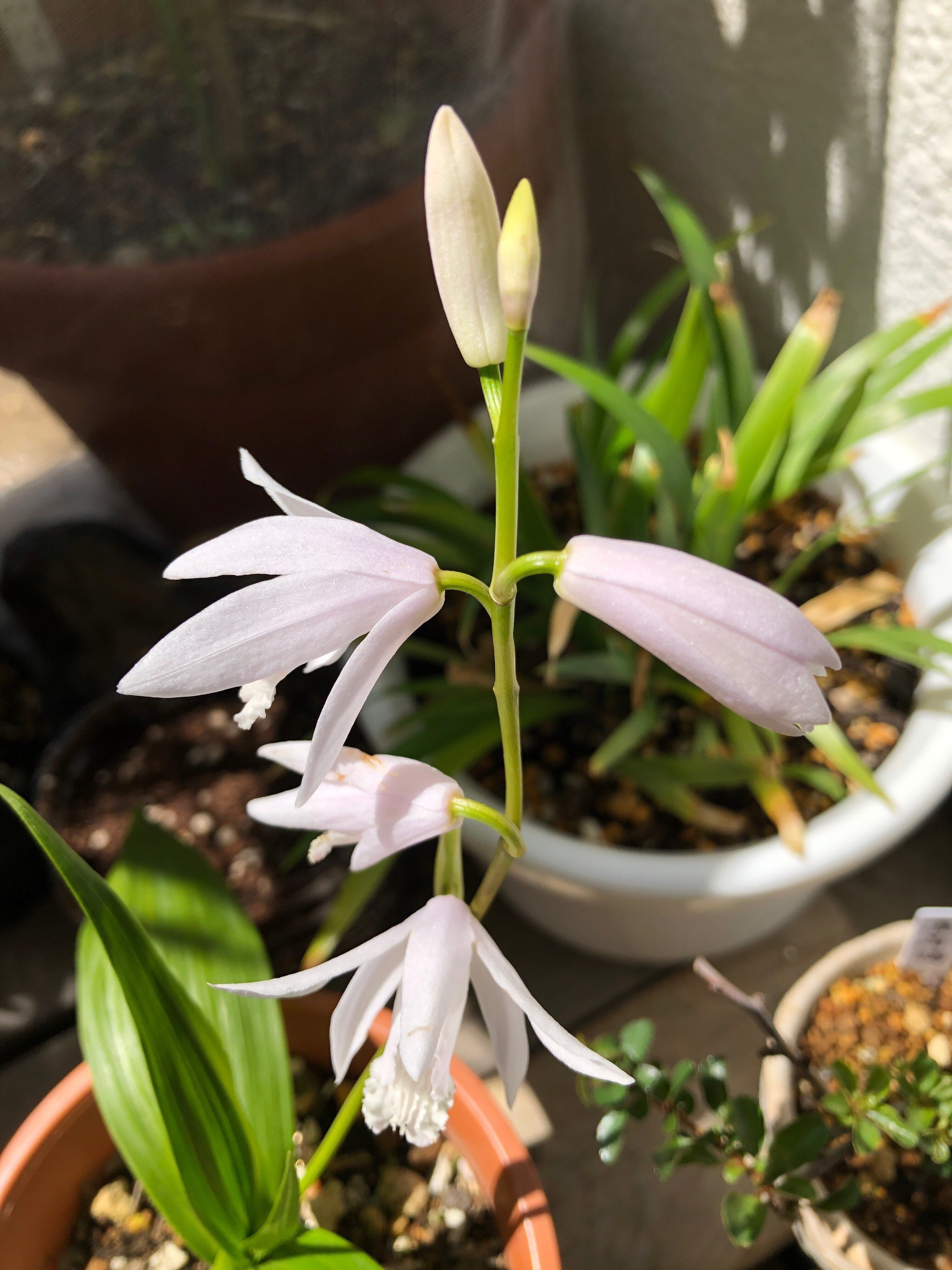 今日は シラン(紫蘭)の植え替えをしたよ🌱｜穂の気ままライフ