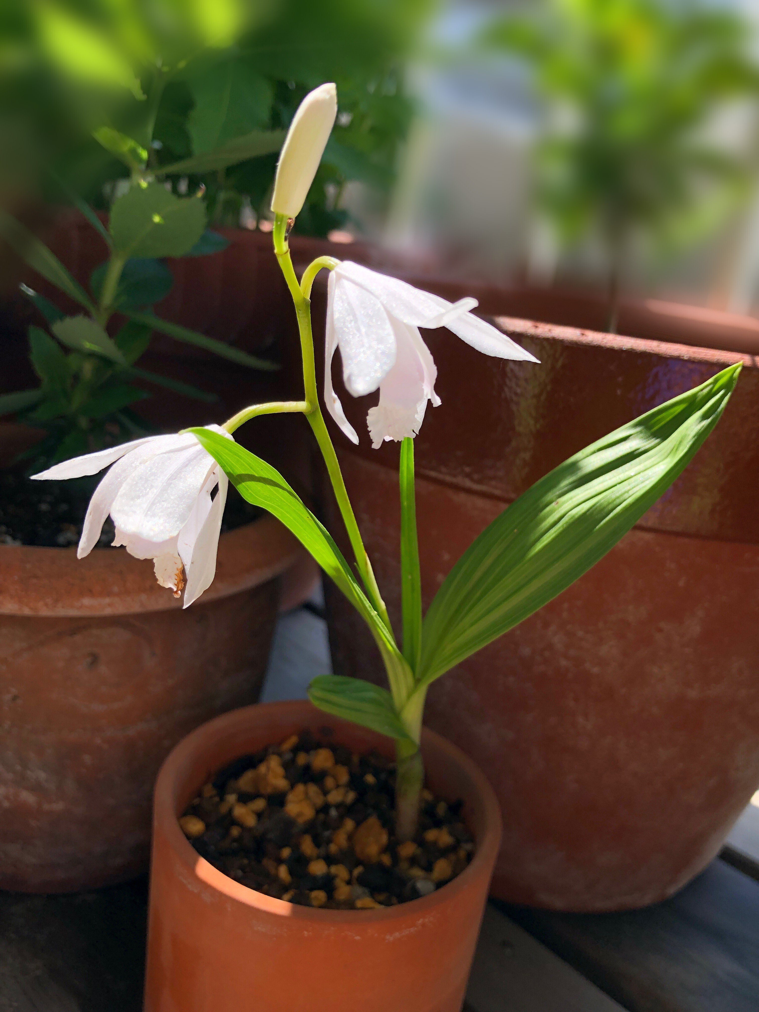 今日は シラン(紫蘭)の植え替えをしたよ🌱｜穂の気ままライフ