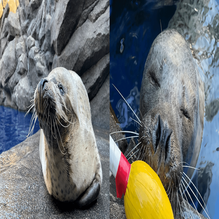 ソフビ 海外 幻狐舎 シカ リス 風船 ソフビ 海外 幻狐舎 シカ リス 風船 嘉義のエゾシカ保護区への入場