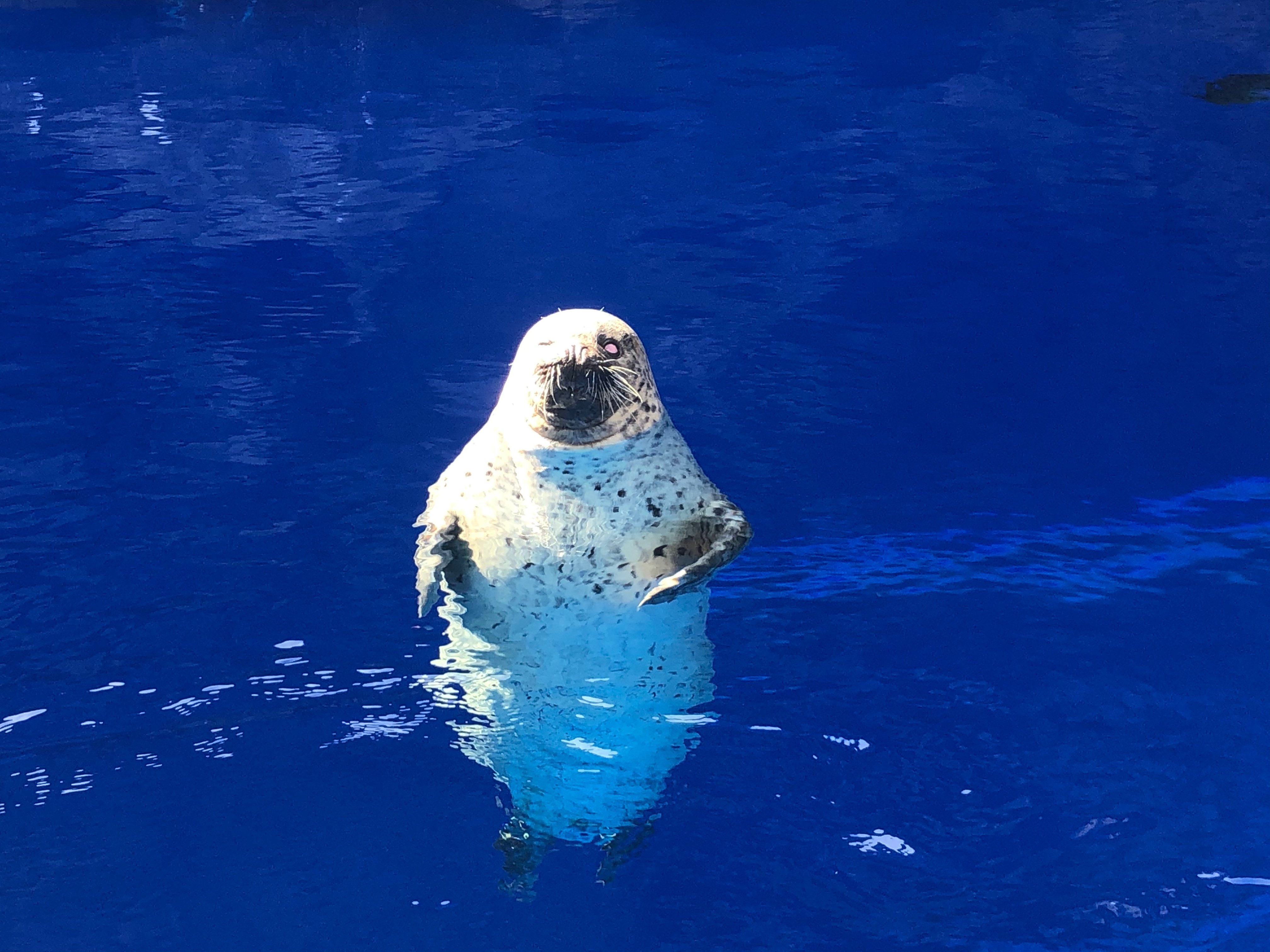 うみがたり」のおじいちゃん｜上越市立水族博物館 うみがたり