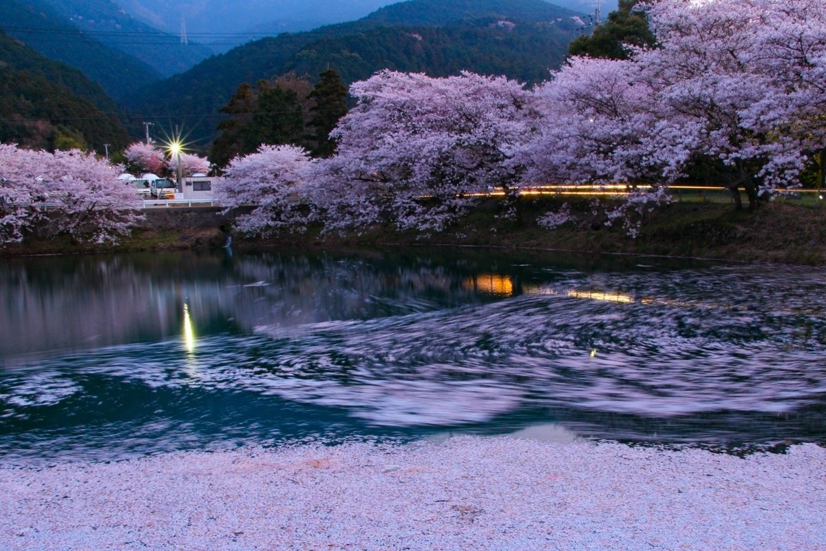 花筏｜真木隆司