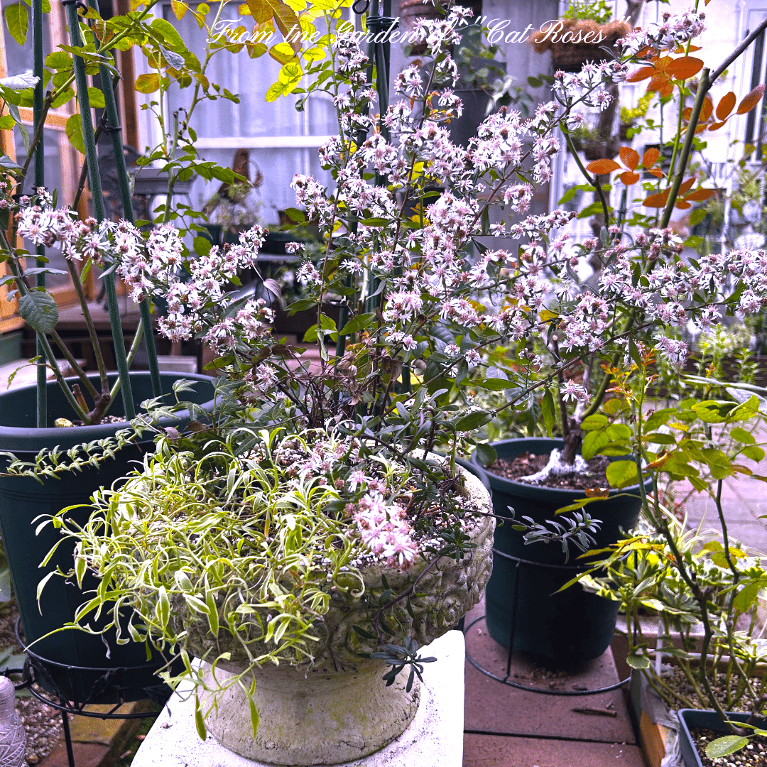 秋苗で寄植え作りとPWさんからのプレゼントもらったよ｜Cat rose