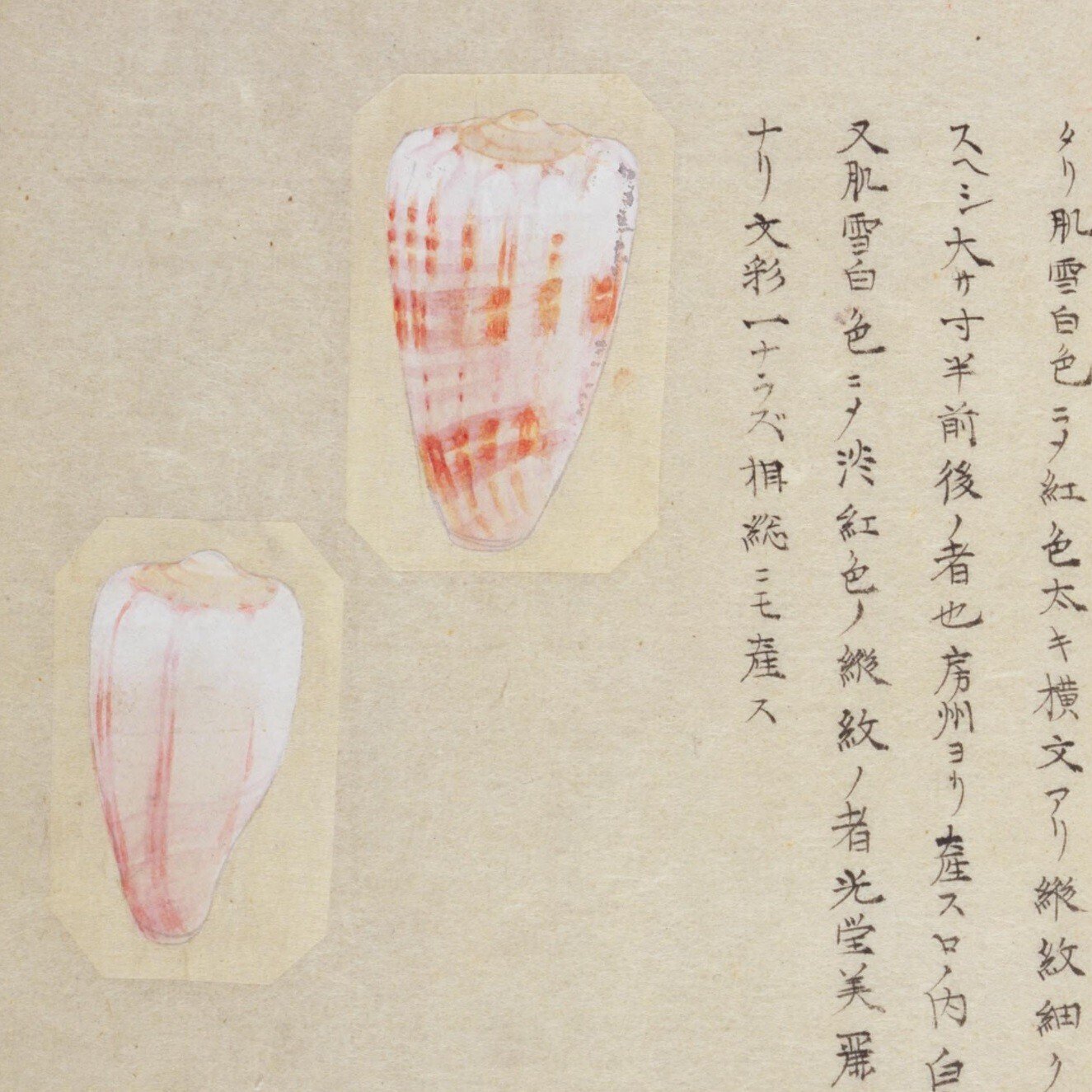 貝で描いた絵　仙鶴 元禄歌仙貝合 すだれ貝（鶴廼屋序文栗三収集『摺物帖』のうち