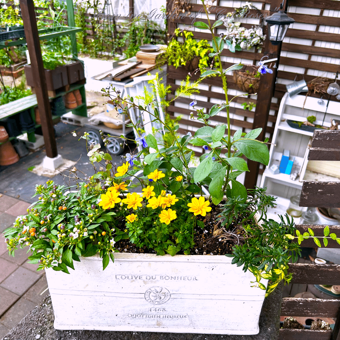 秋苗で寄植え作りとPWさんからのプレゼントもらったよ｜Cat rose