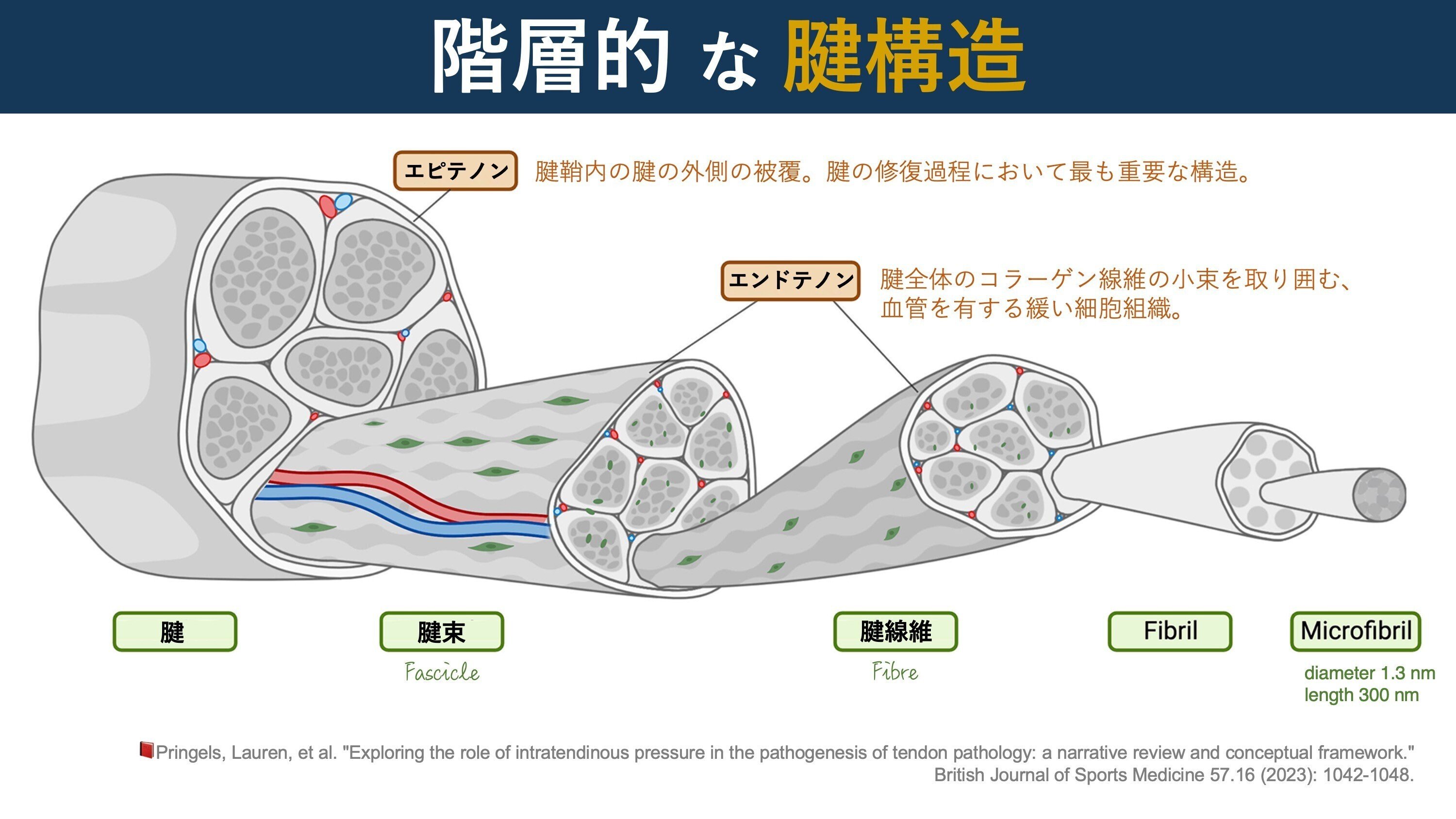 BJSM誌掲載。腱構造の美しい図｜Super Human | 理学療法士／保健学博士