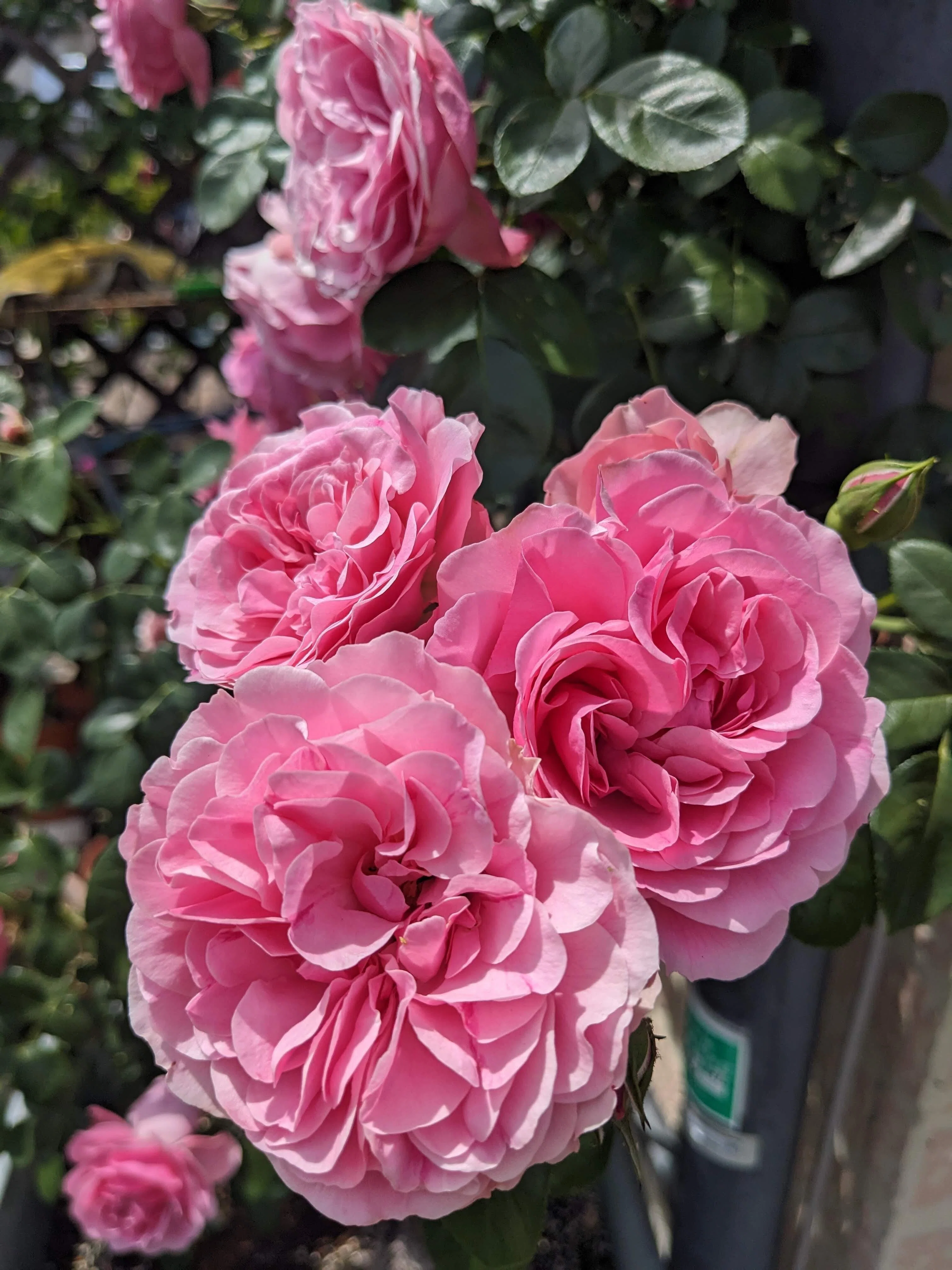 🌹レッドレオナルドダ・ヴィンチ｜Baraya．薔薇屋