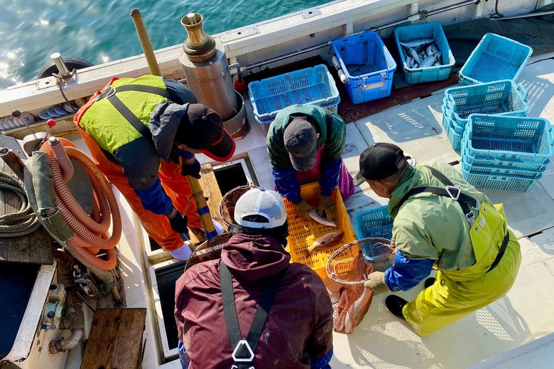 【瀬戸内海国立公園の食と自然環境の循環】ファムトリップ｜港に横付けした船から魚を選別せずに全量を買い取ります