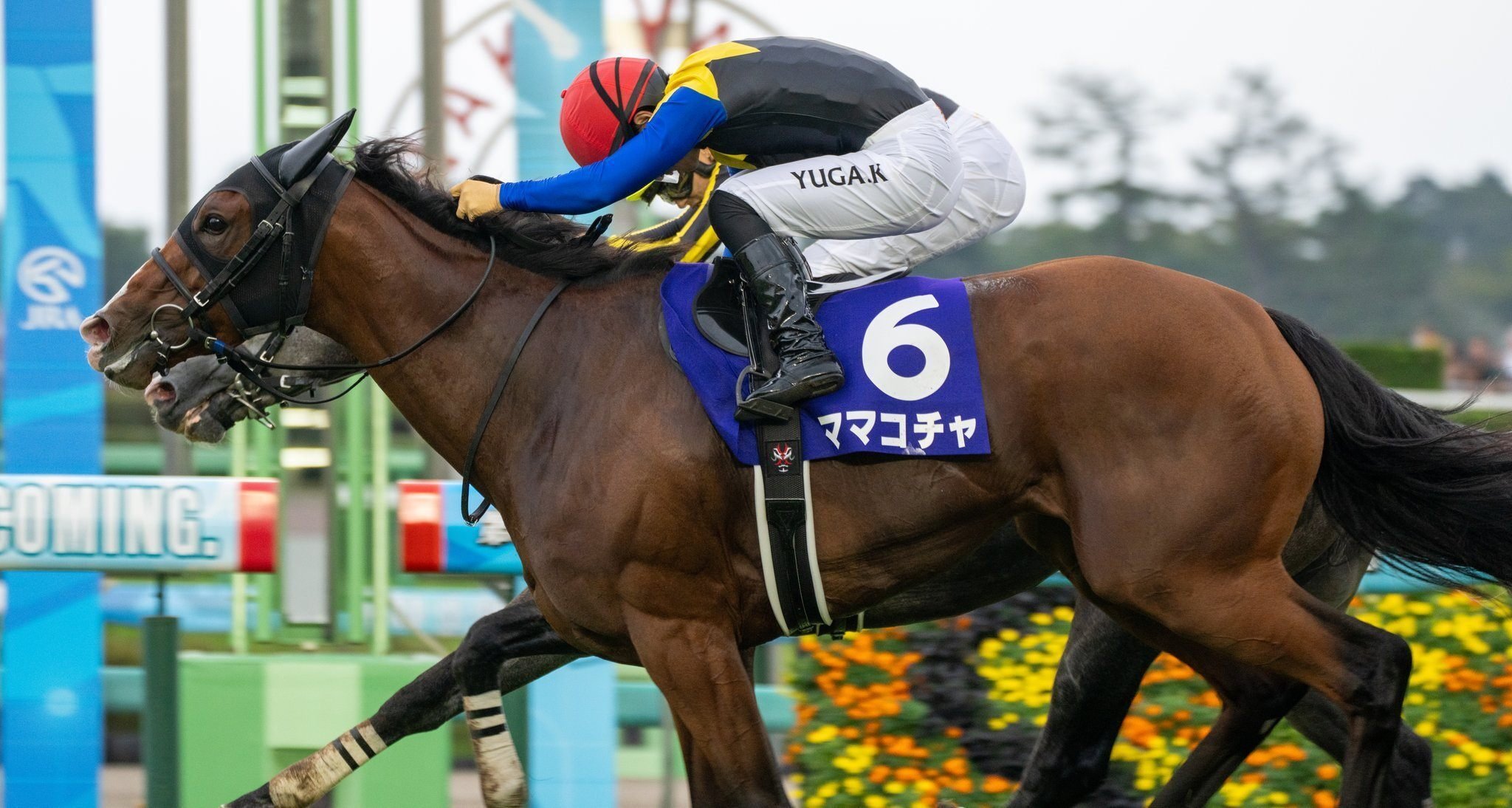 2024スプリンターズステークスポスター｜日本サイン競馬会