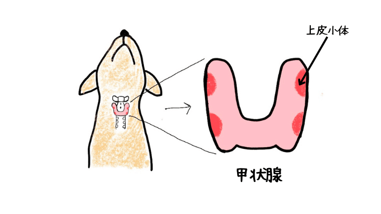 最も誤診の多い内分泌疾患】犬の甲状腺機能低下症を徹底解説｜犬