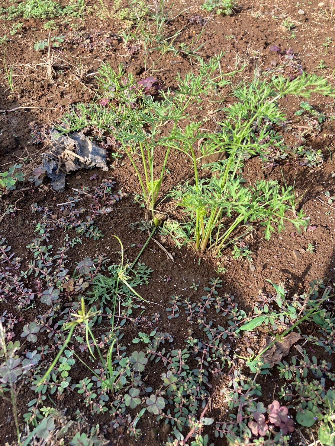 コスモスに蕾がつきました＼(^o^)／｜てんてんファーム〜初めての市民