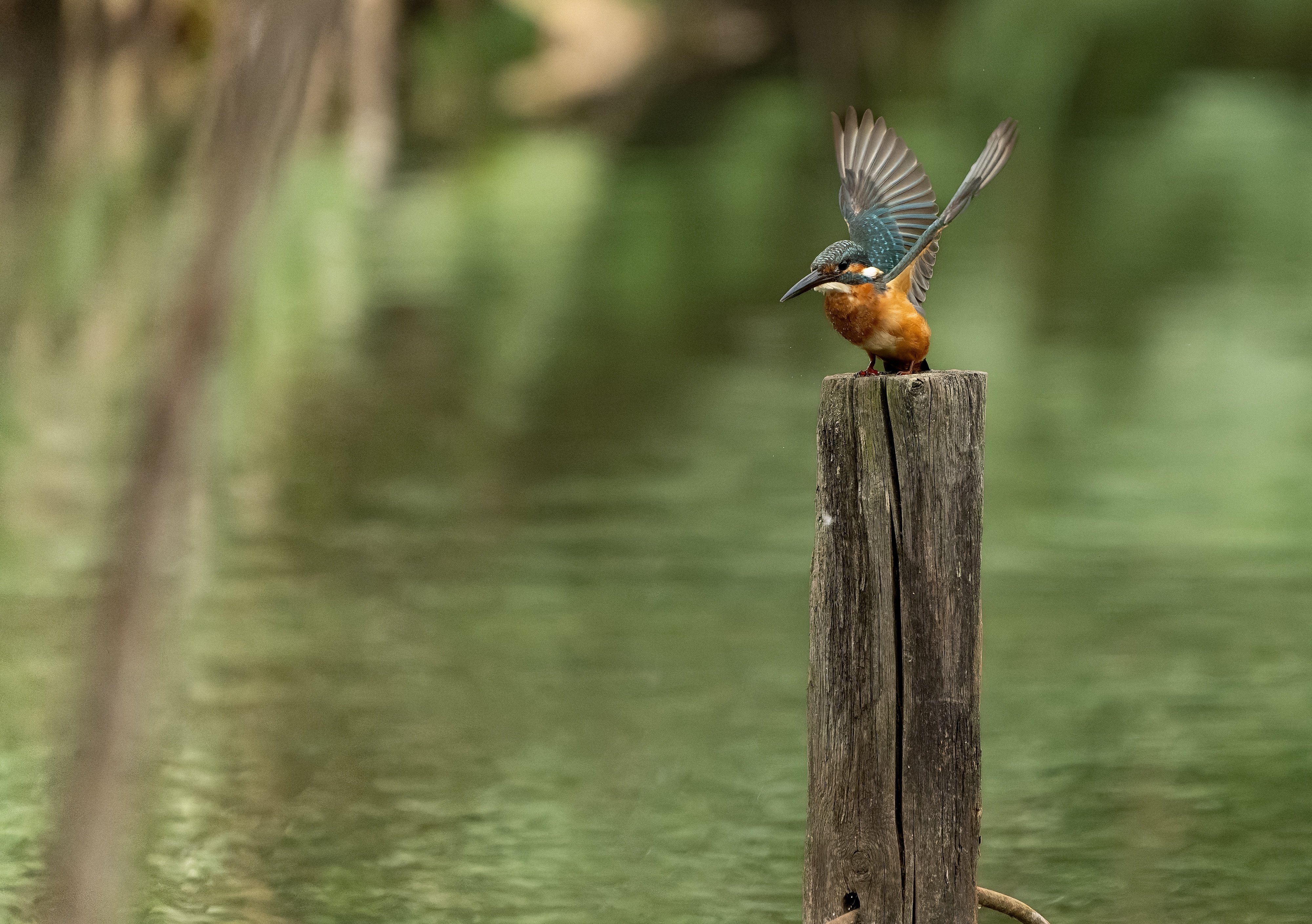 カワセミ Jackson カワセミラプソディ KWSM-C46Lの最安値・インプレ・釣果