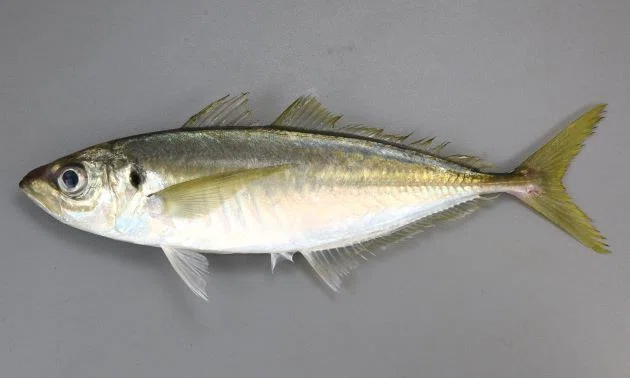 お魚図鑑 マアジ|Lucaris