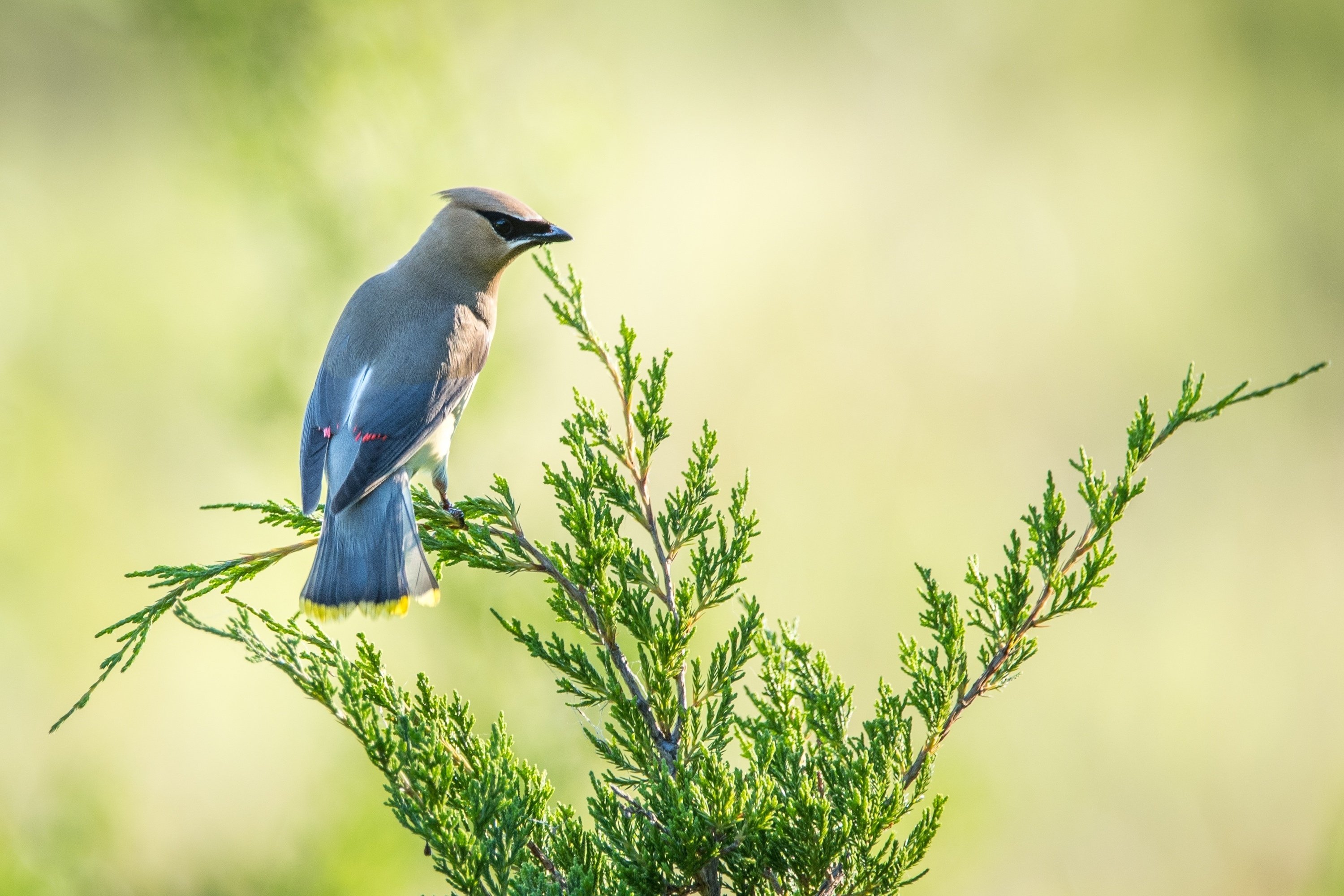 シカゴでバードウォッチング！】 Cedar Waxwing｜ローリー
