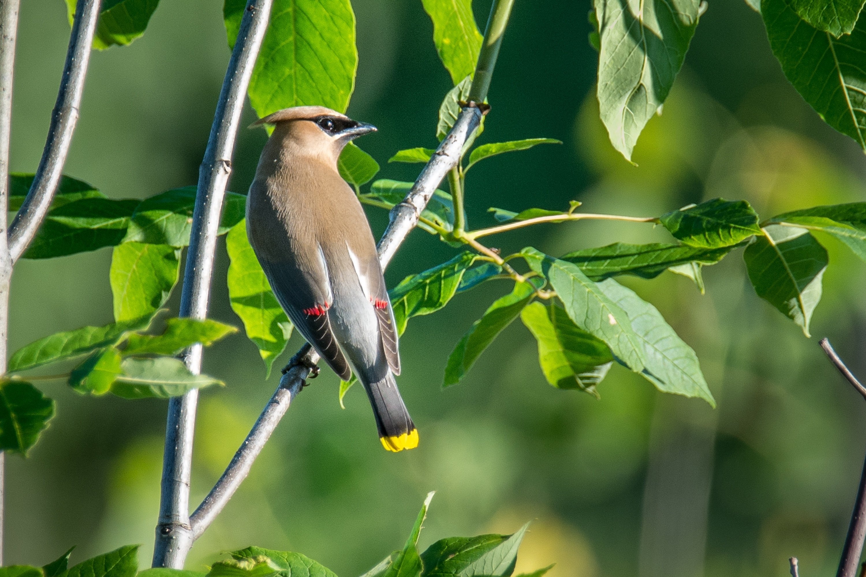 ミニバードカービング　\"キレンジャク＆ヒレンジャク” シカゴでバードウォッチング！】 Cedar Waxwing｜ローリー