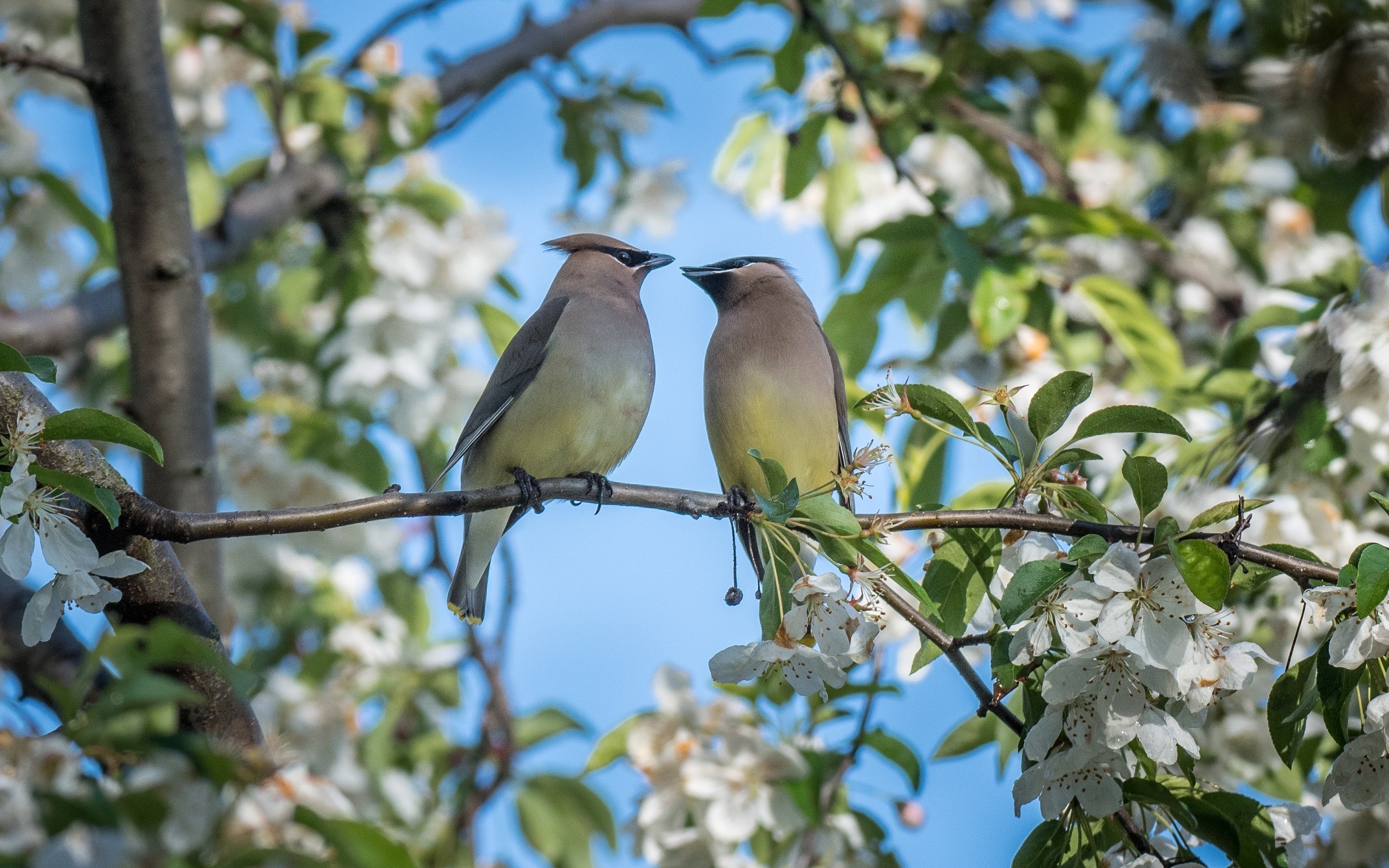 シカゴでバードウォッチング！】 Cedar Waxwing｜ローリー