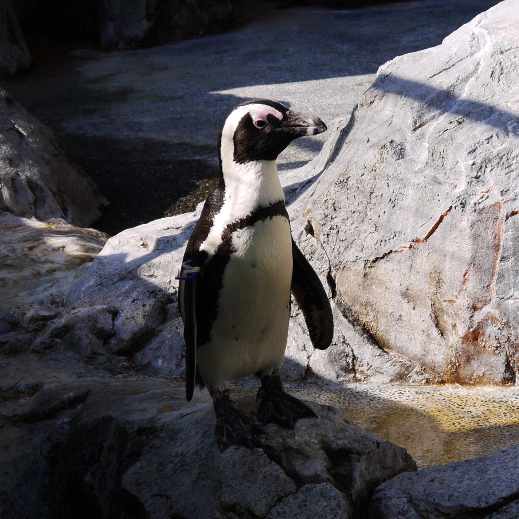 旅行写真 長崎ペンギン水族館｜sion