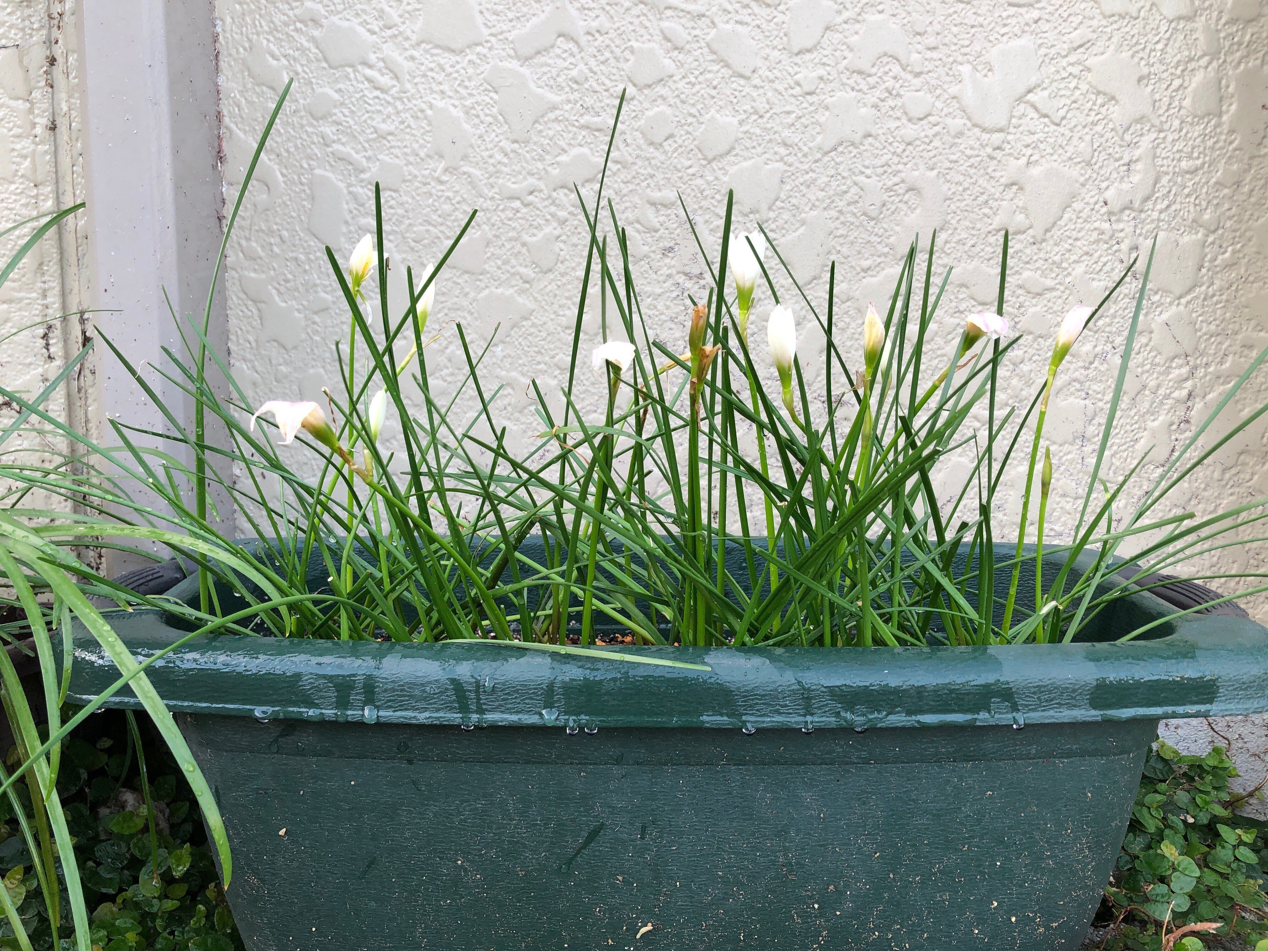 ねぇゼフィランサスさん我が家へおいで｜穂の気ままライフ