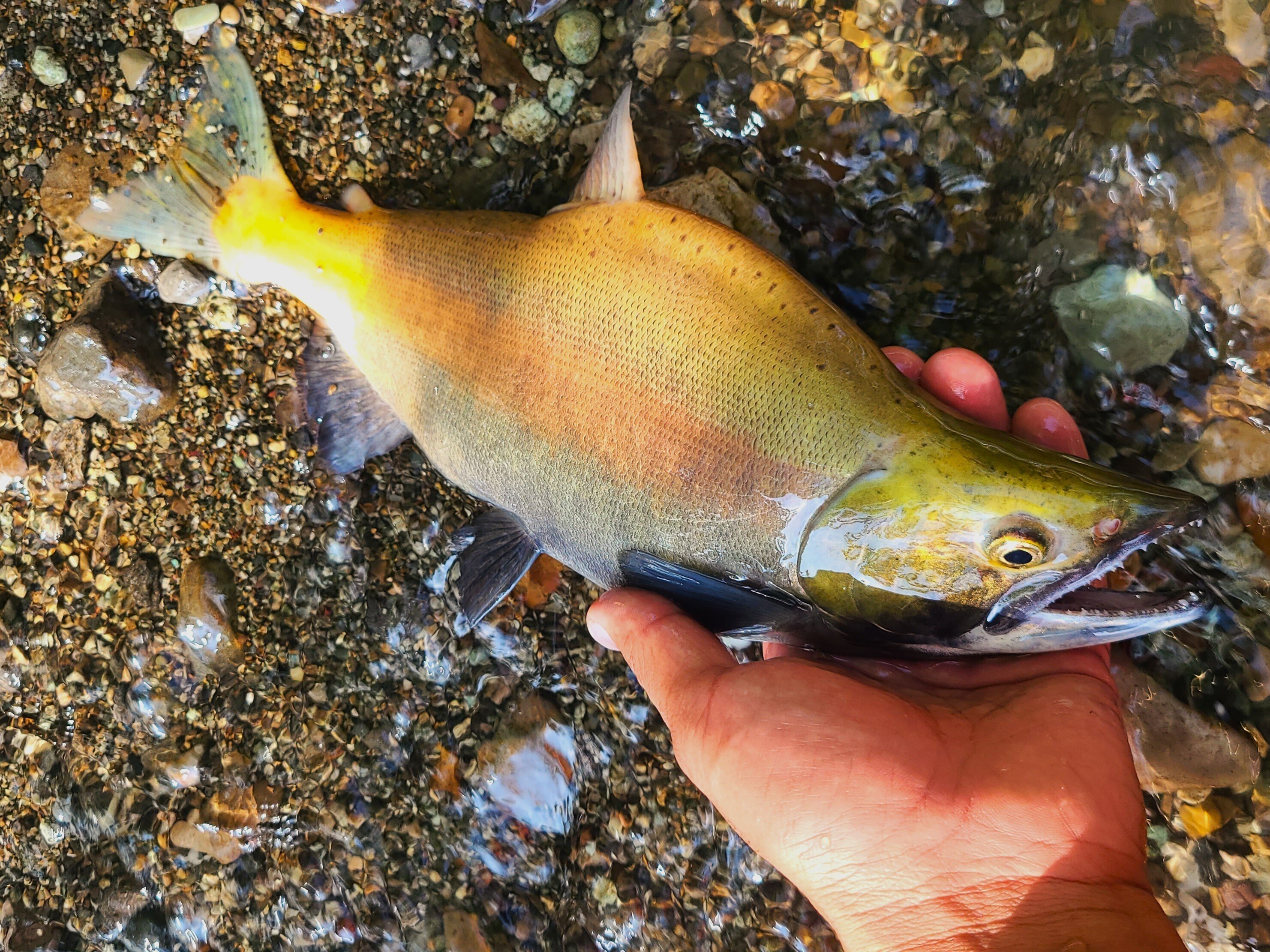 ヒメマスよかえれ! GakuMass] Amaya Tsubame to be implemented. First PV [The