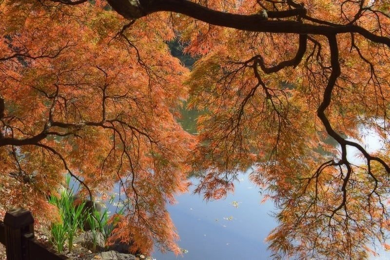 菅原道真公 秋の名歌🍂】 このたびは 幣もとりあへず 手向山 菅原道真公 秋の名歌🍂】 このたびは 幣もとりあへず 手向山