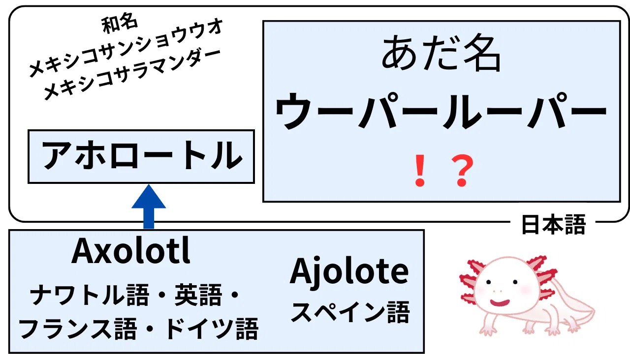 ウーパールーパー」という名前はどこから来たのか？｜無限テディベア