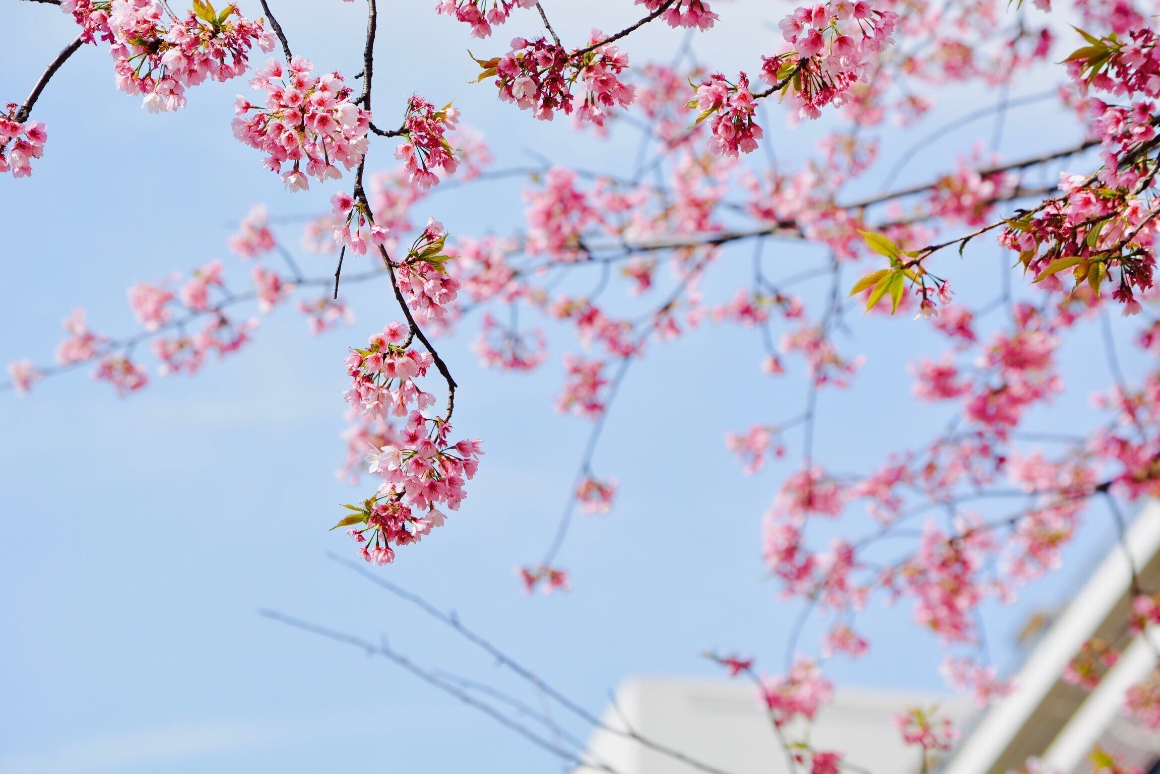 Nikon D5200を手放した話｜mitsuki sora
