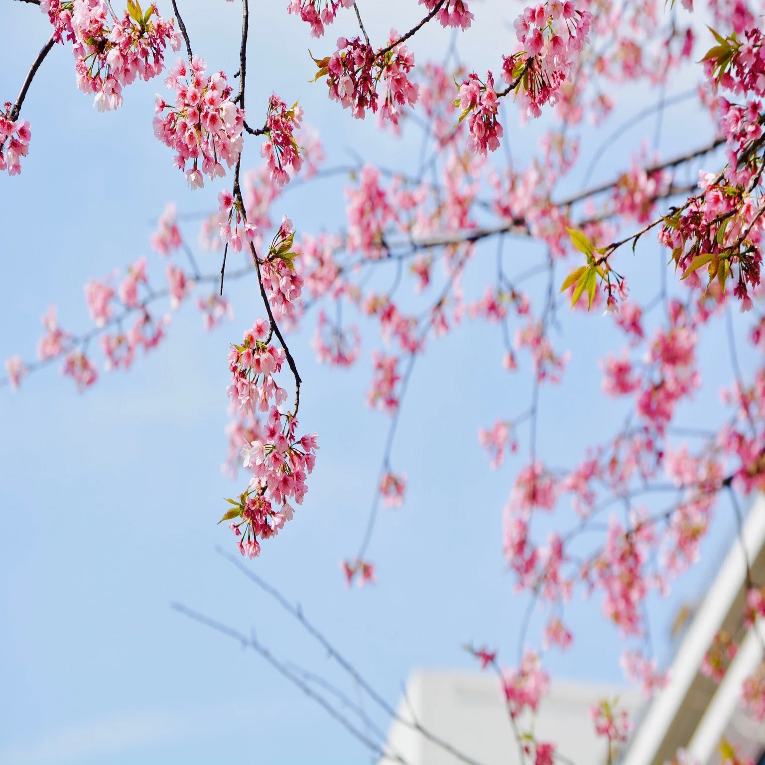 Nikon D5200を手放した話｜mitsuki sora