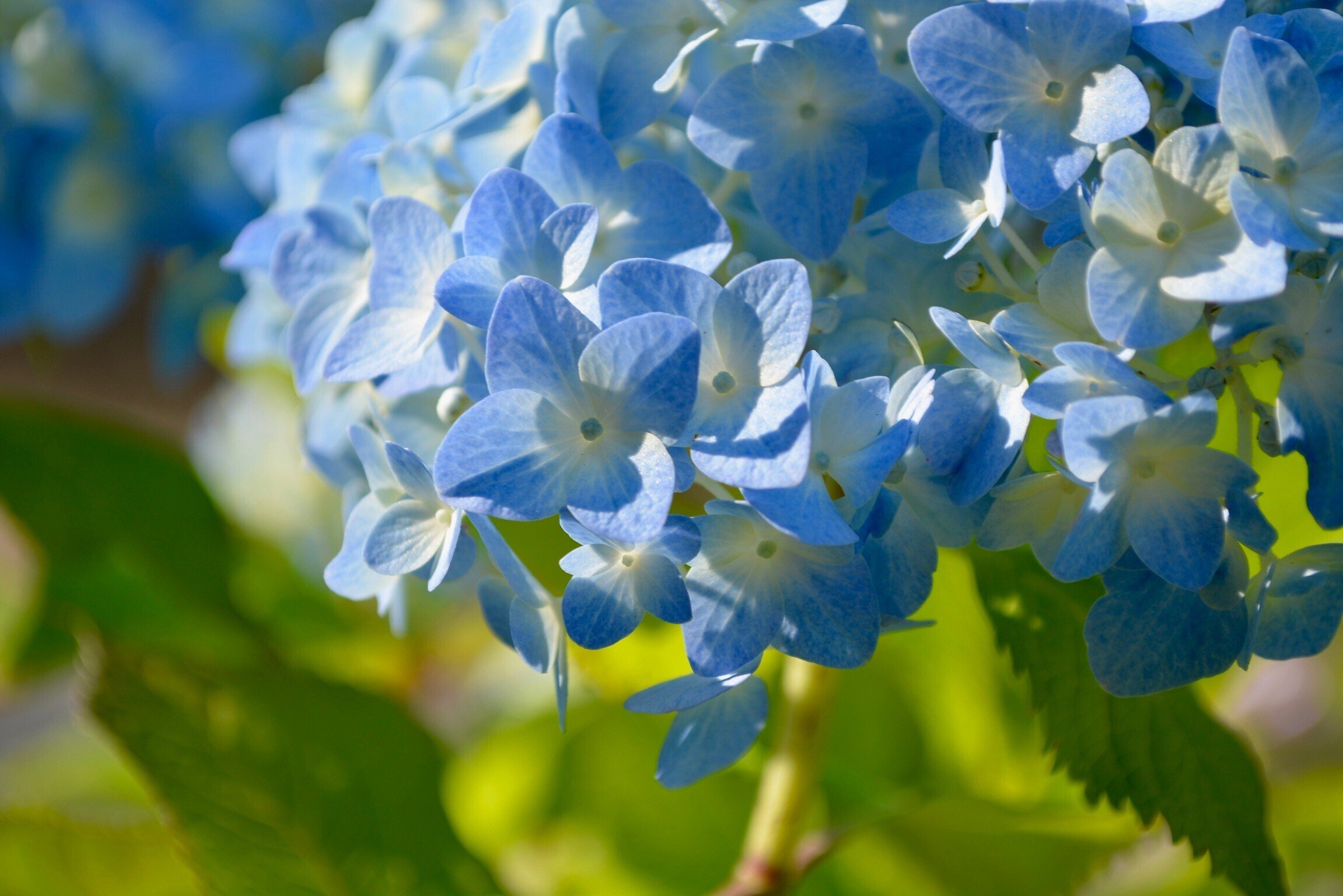 Nikon D5200を手放した話｜mitsuki sora