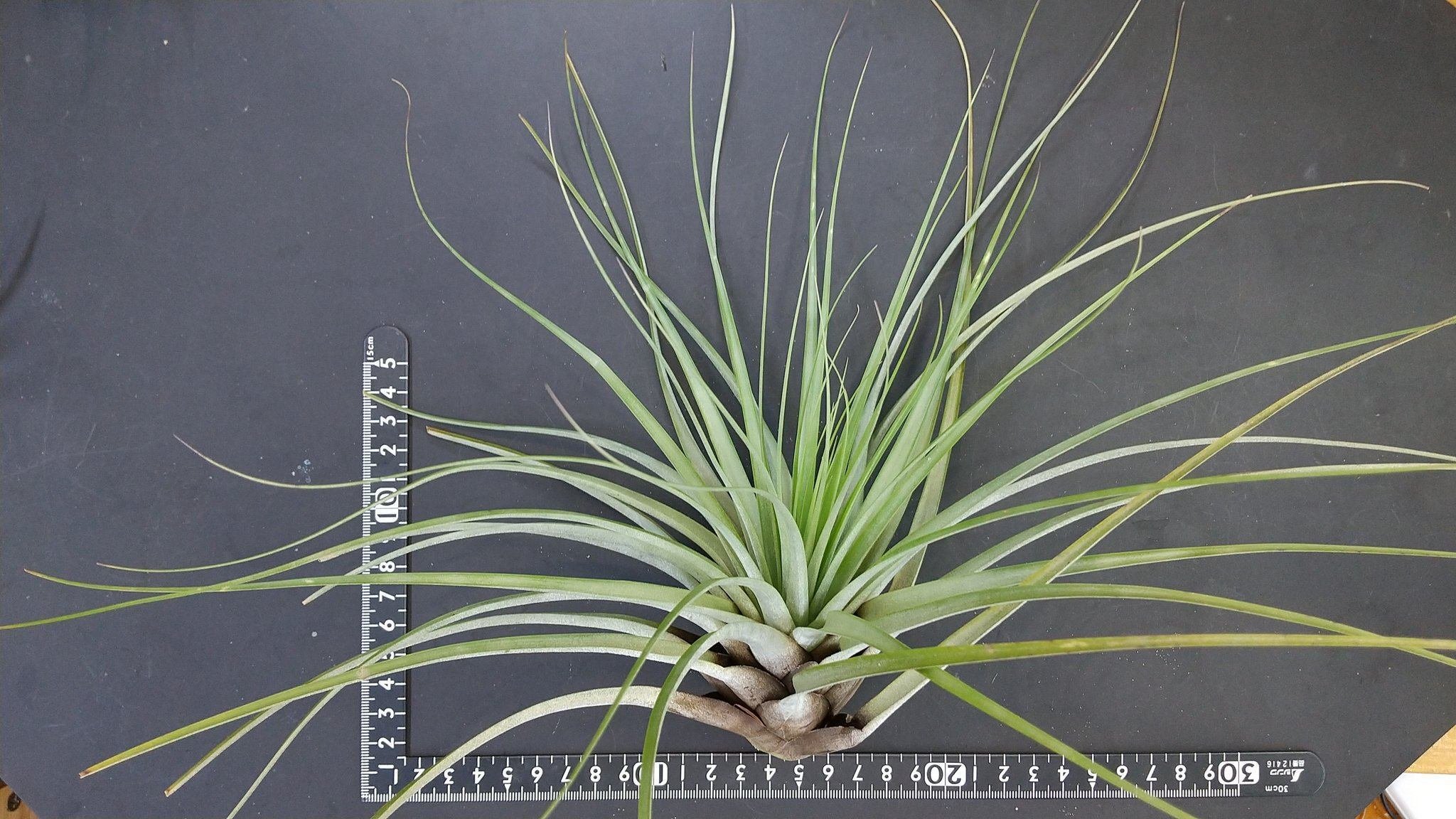 チランジア入荷リスト9/30｜NatureGarden🌿神田