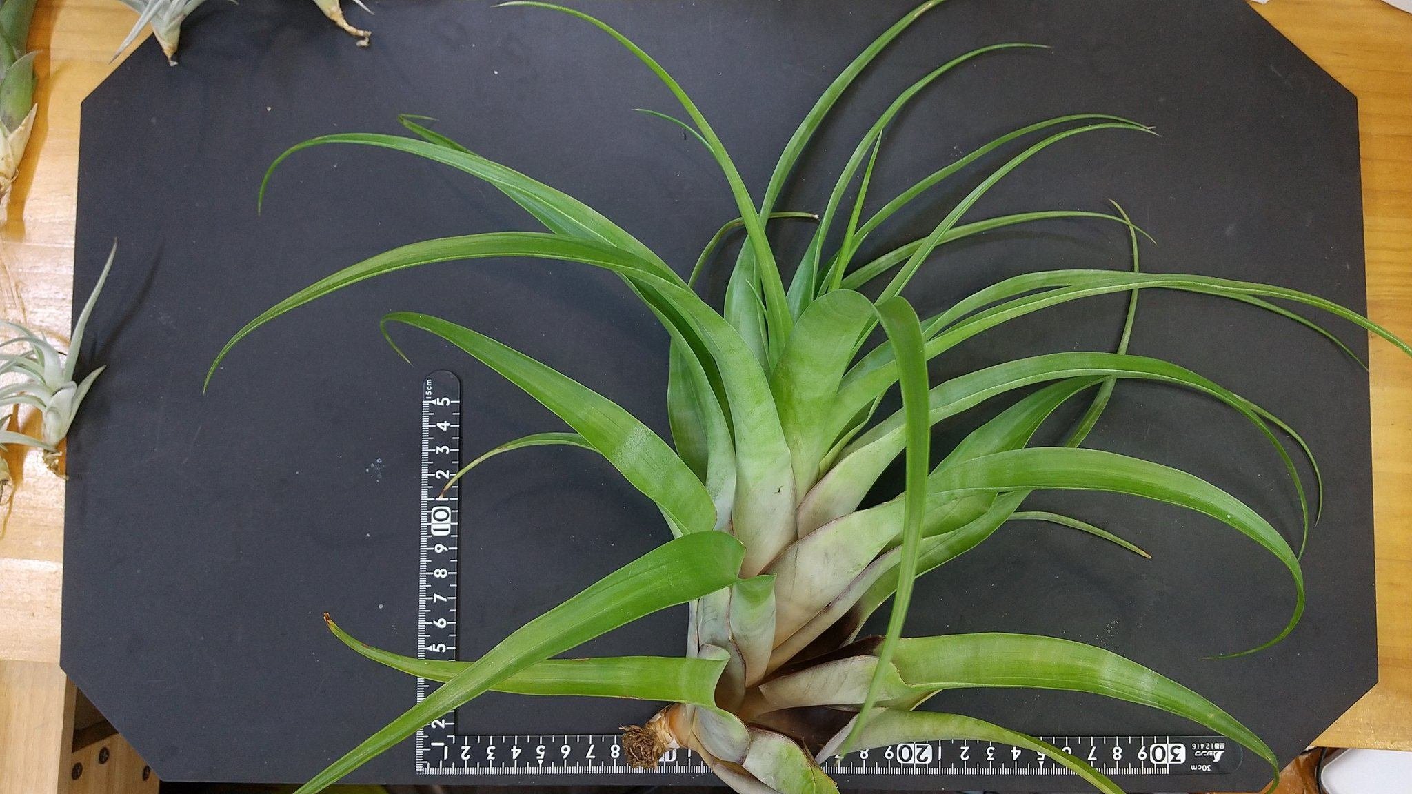 チランジア入荷リスト9/30｜NatureGarden🌿神田