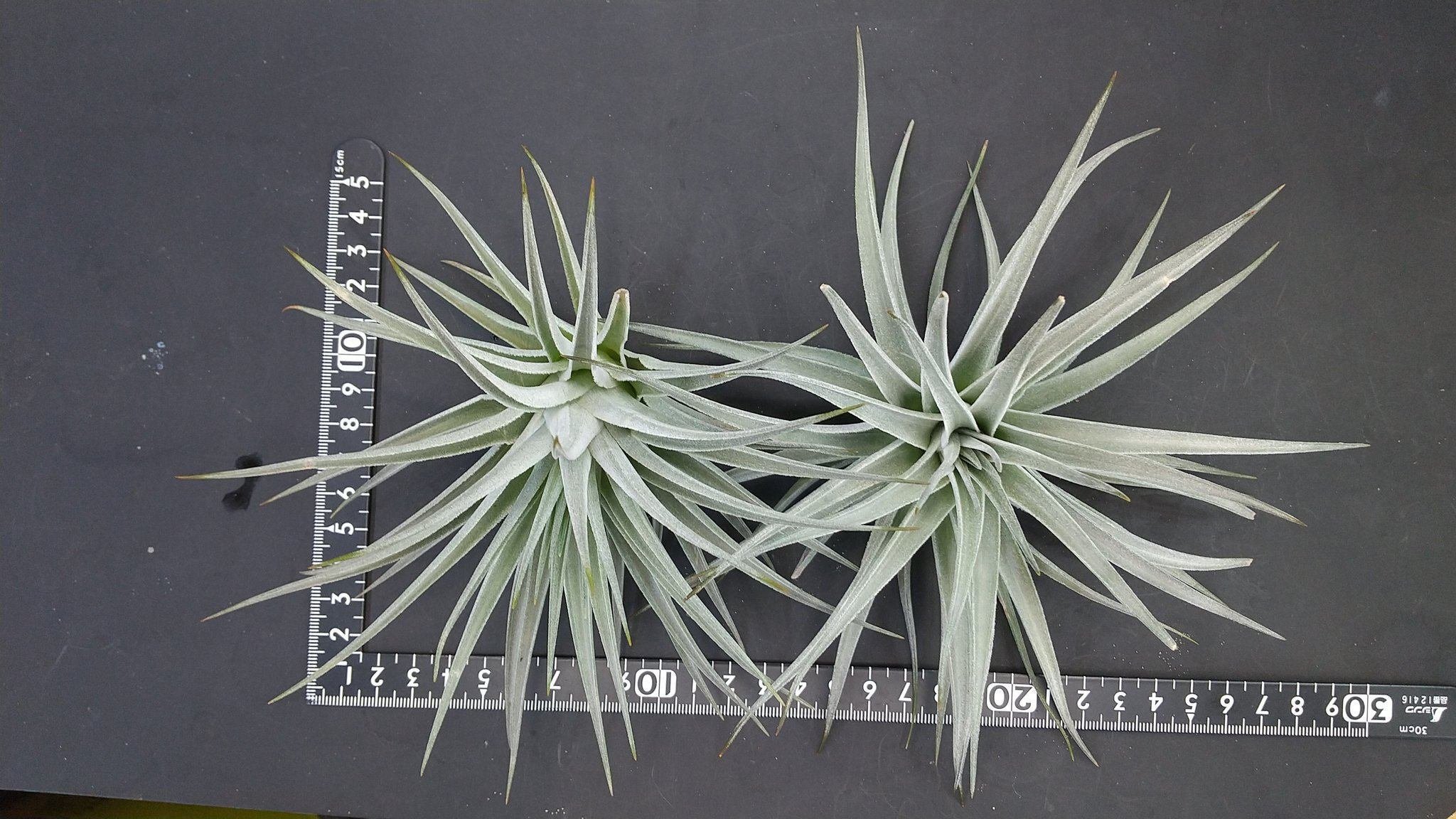 チランジア入荷リスト9/30｜NatureGarden🌿神田