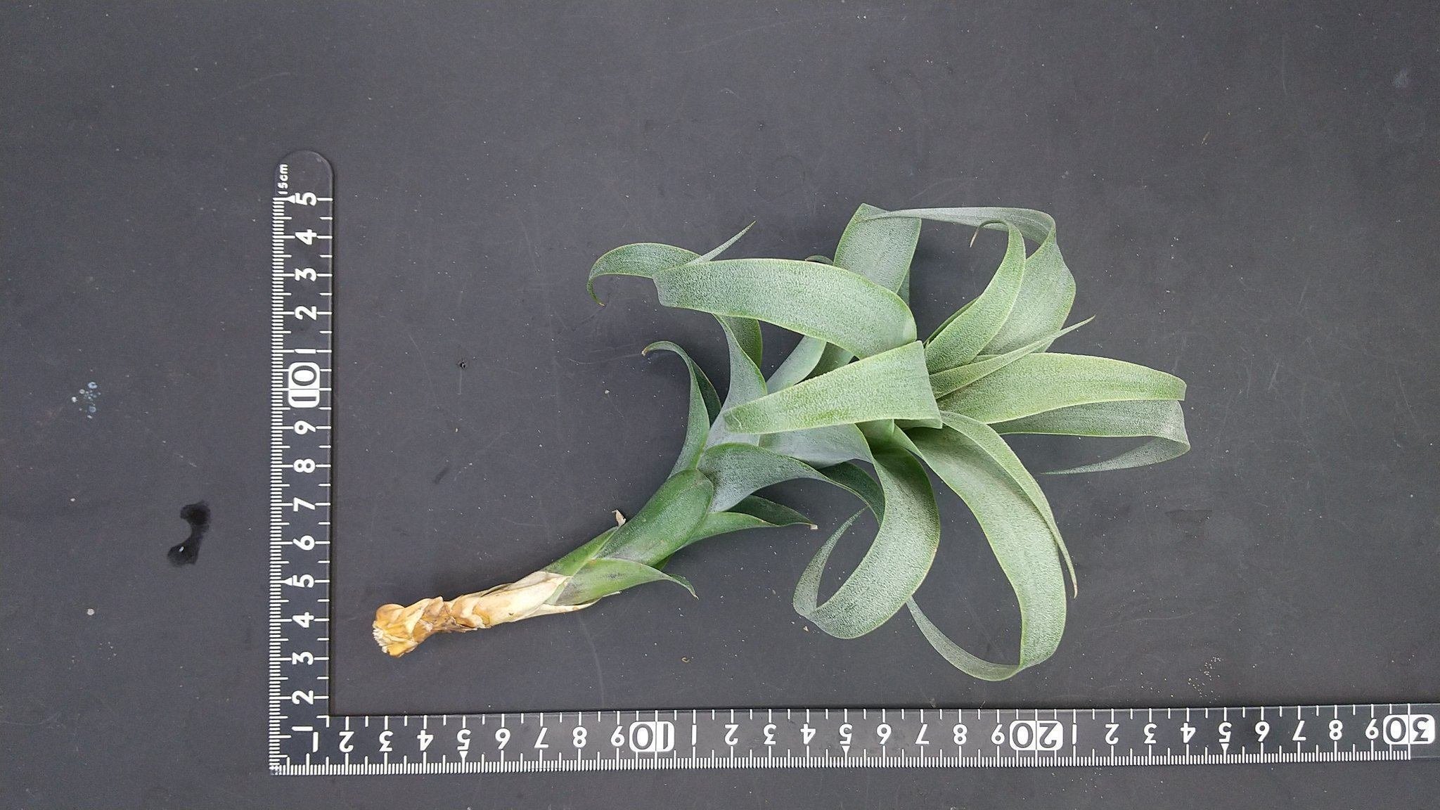 チランジア入荷リスト9/30｜NatureGarden🌿神田