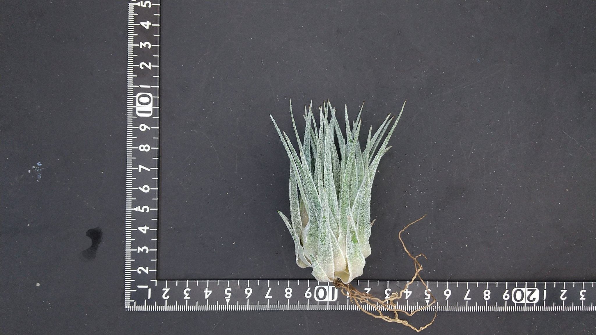 チランジア入荷リスト9/30｜NatureGarden🌿神田