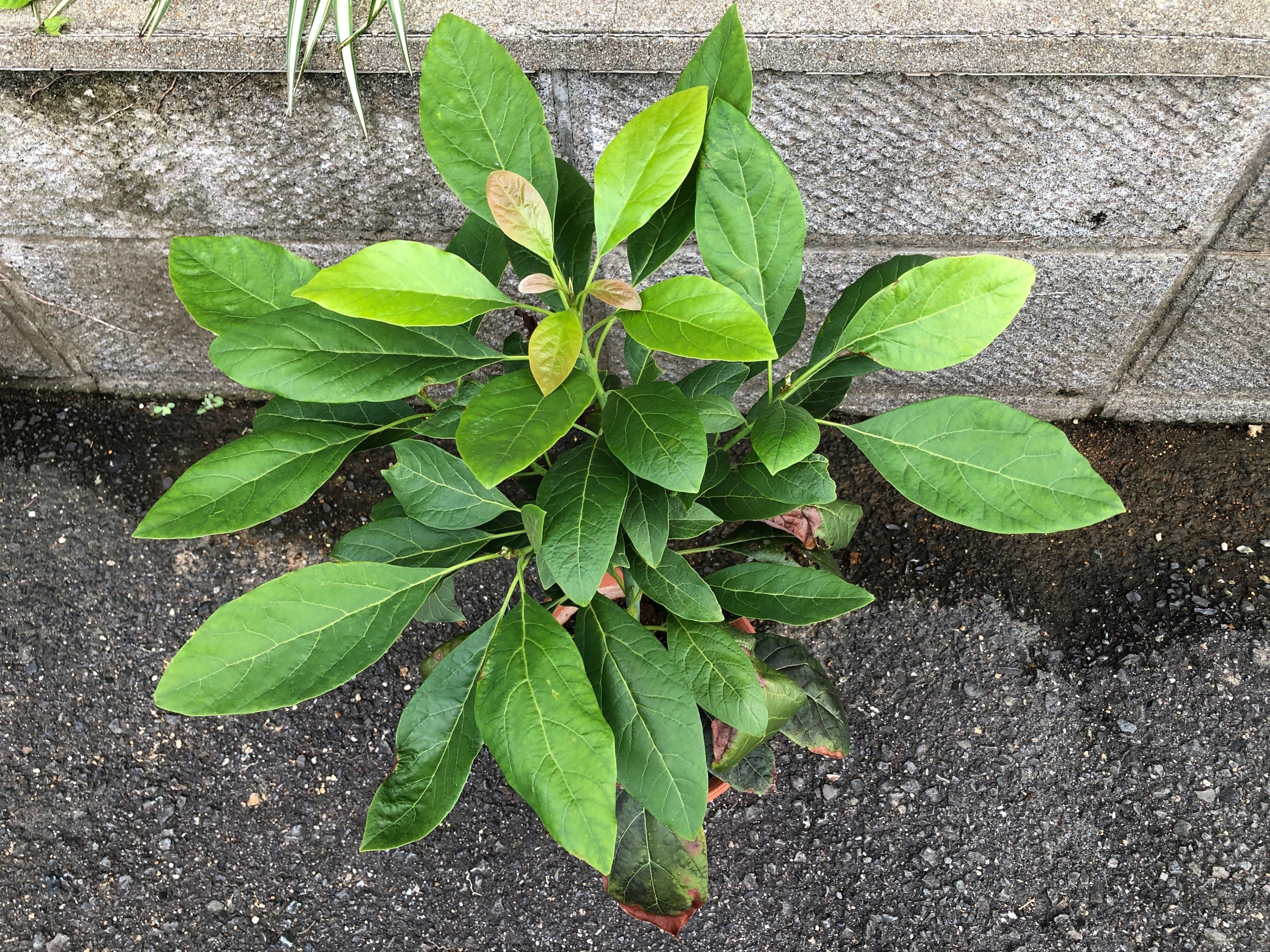 水はけが悪くなってきたアボカド1号の植え替え｜穂の気ままライフ