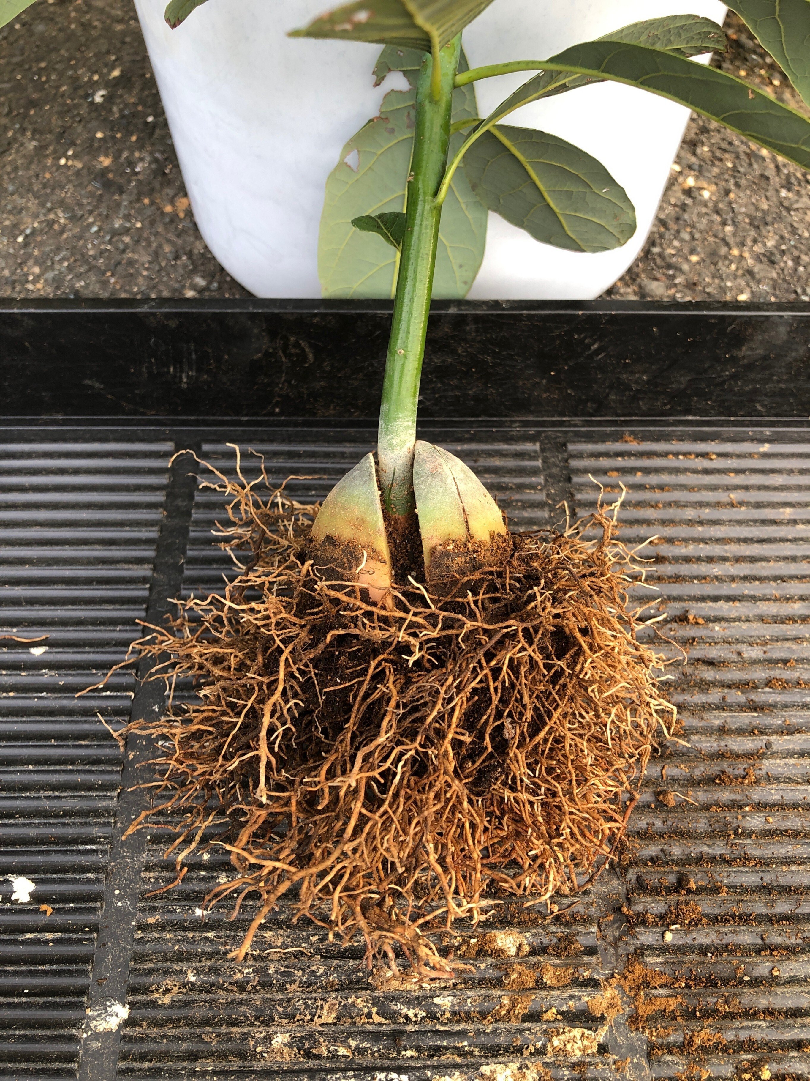 水はけが悪くなってきたアボカド1号の植え替え｜穂の気ままライフ