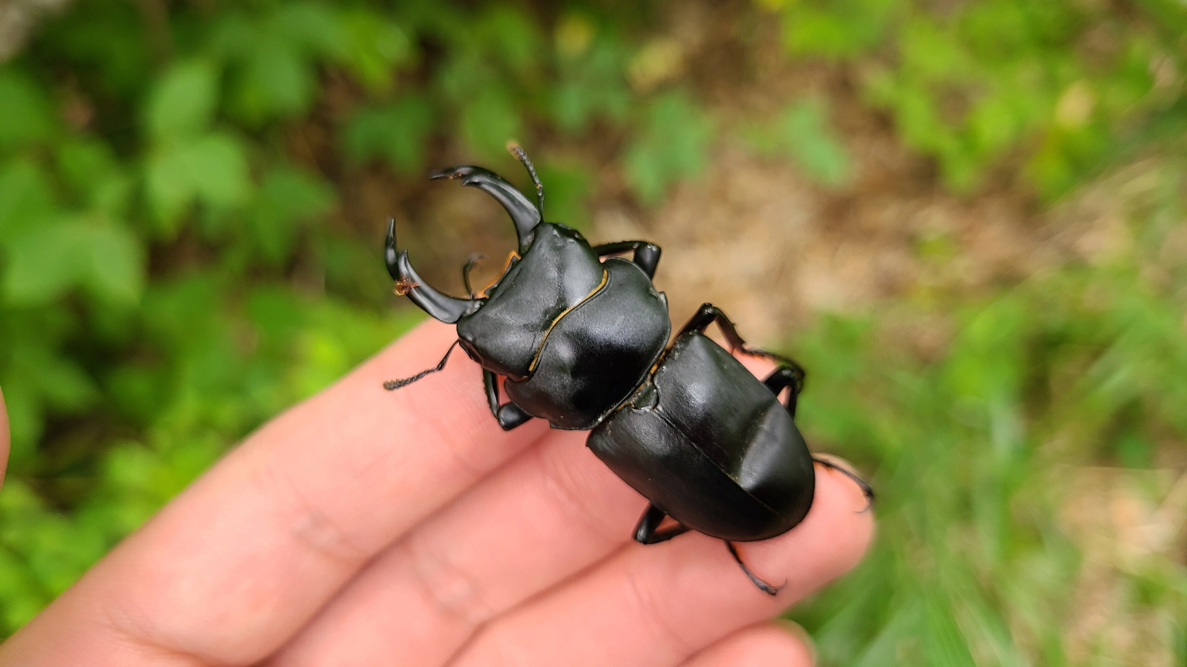 ブナ林88:] 福島県産ヒメオオクワガタ♂46㎜♀35.5㎜・♂49㎜B品♀37