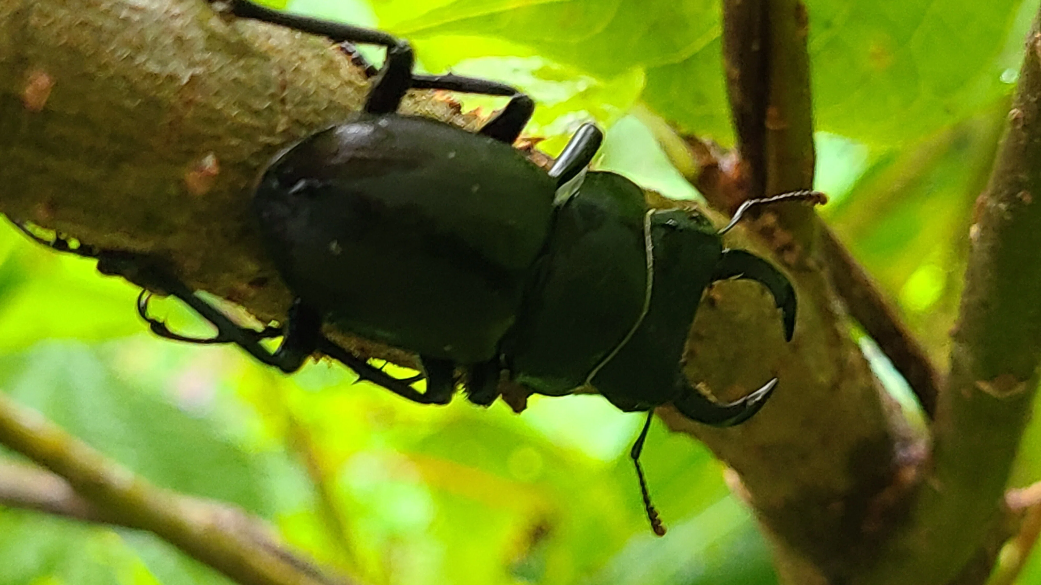 購入 岩手県産天然オオクワガタ♂56mm♀38mm