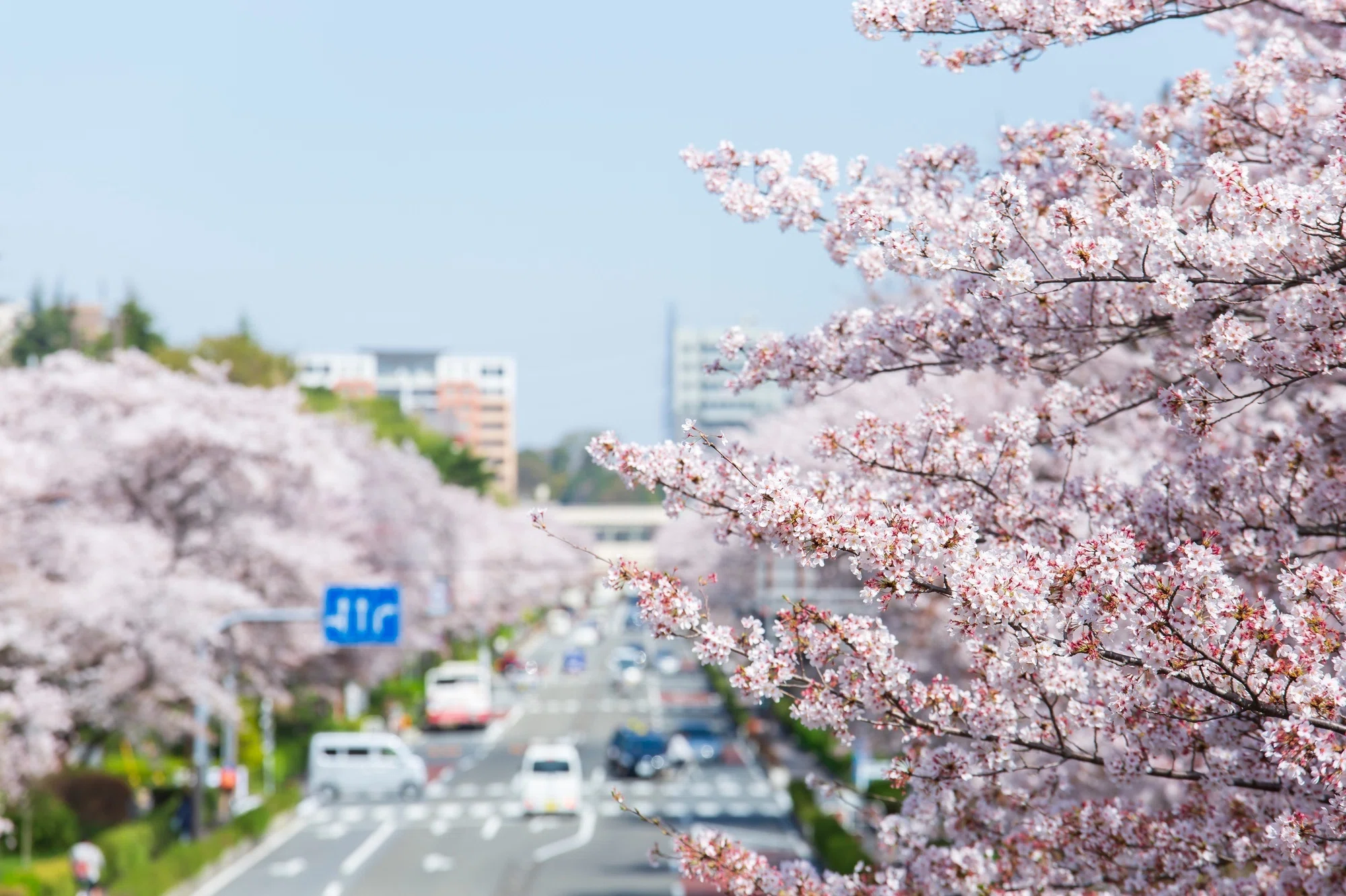 日本女子大学附属豊明幼稚園】親子面接対策、回答例とそのポイント