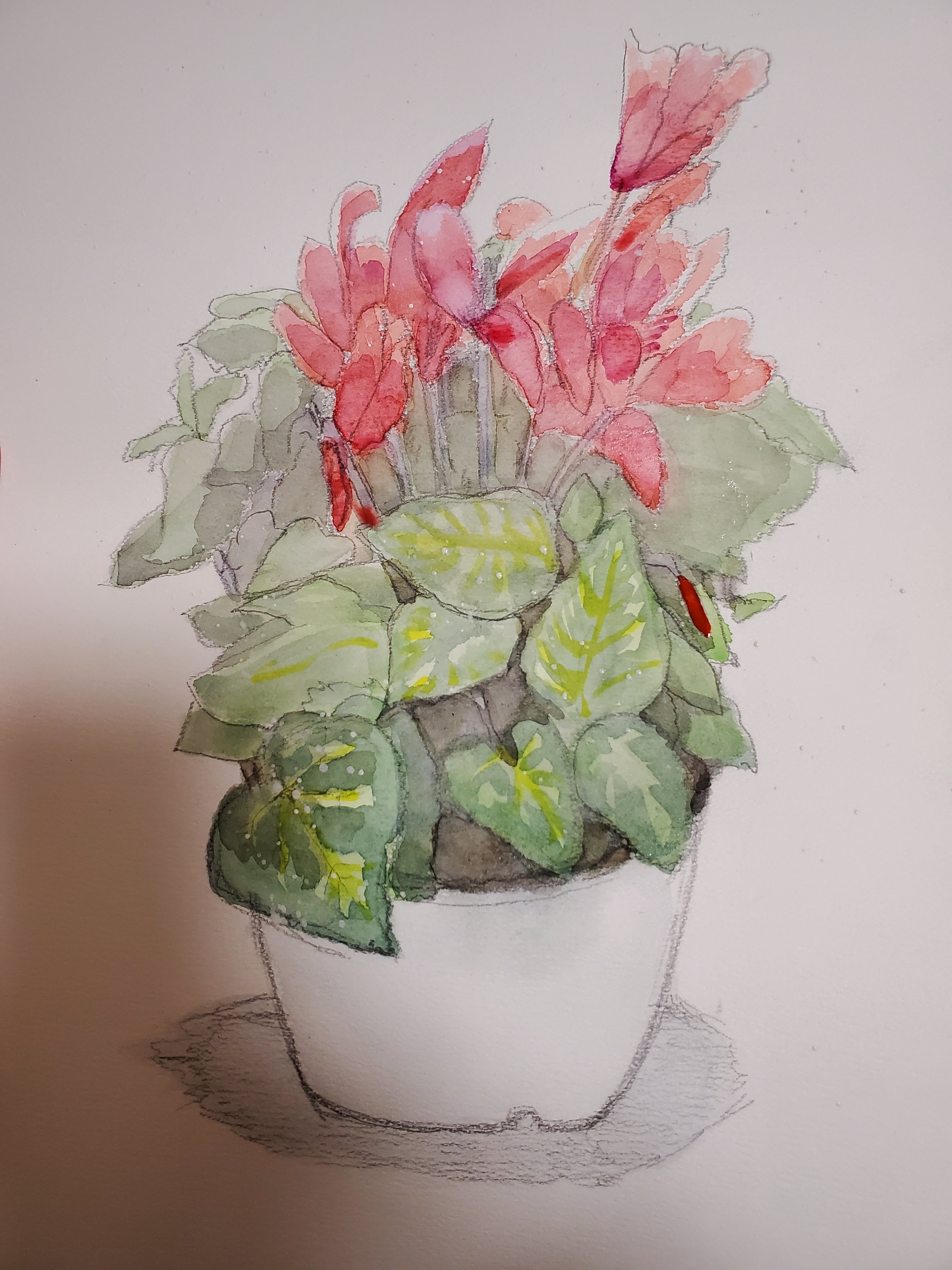 風景スケッチ③鉢植えシクラメン②｜二本柳亜美