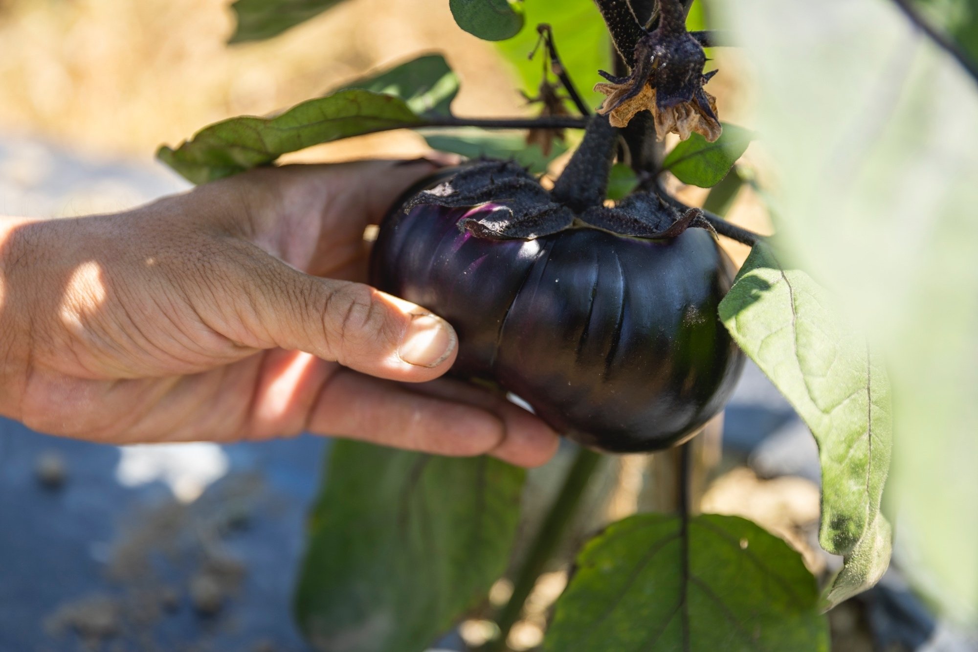 長岡の伝統野菜を使った、おかずソース【SHO SUZUKI NIIGATA 長岡巾着