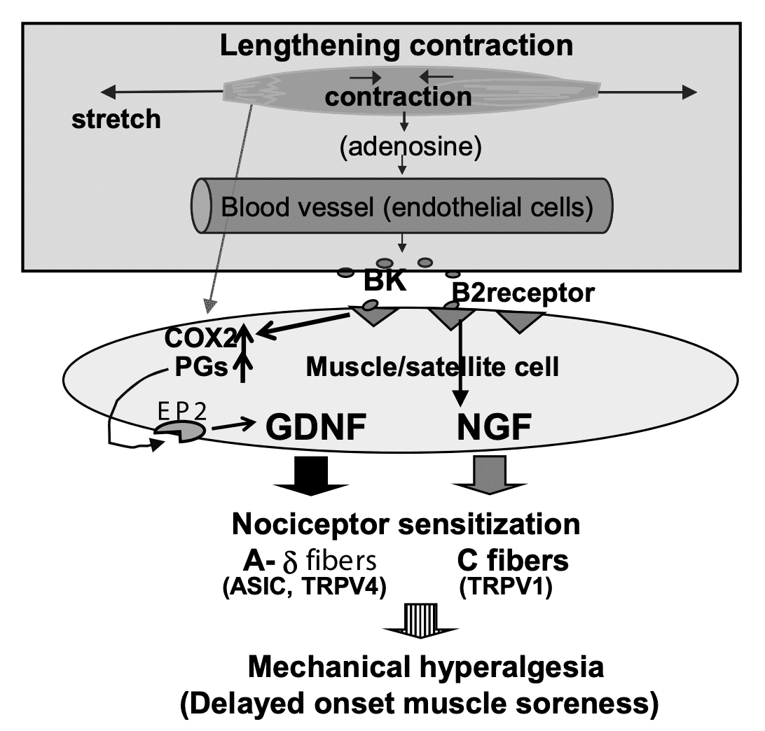 筋肉痛をなんとかしたい｜かつひさ
