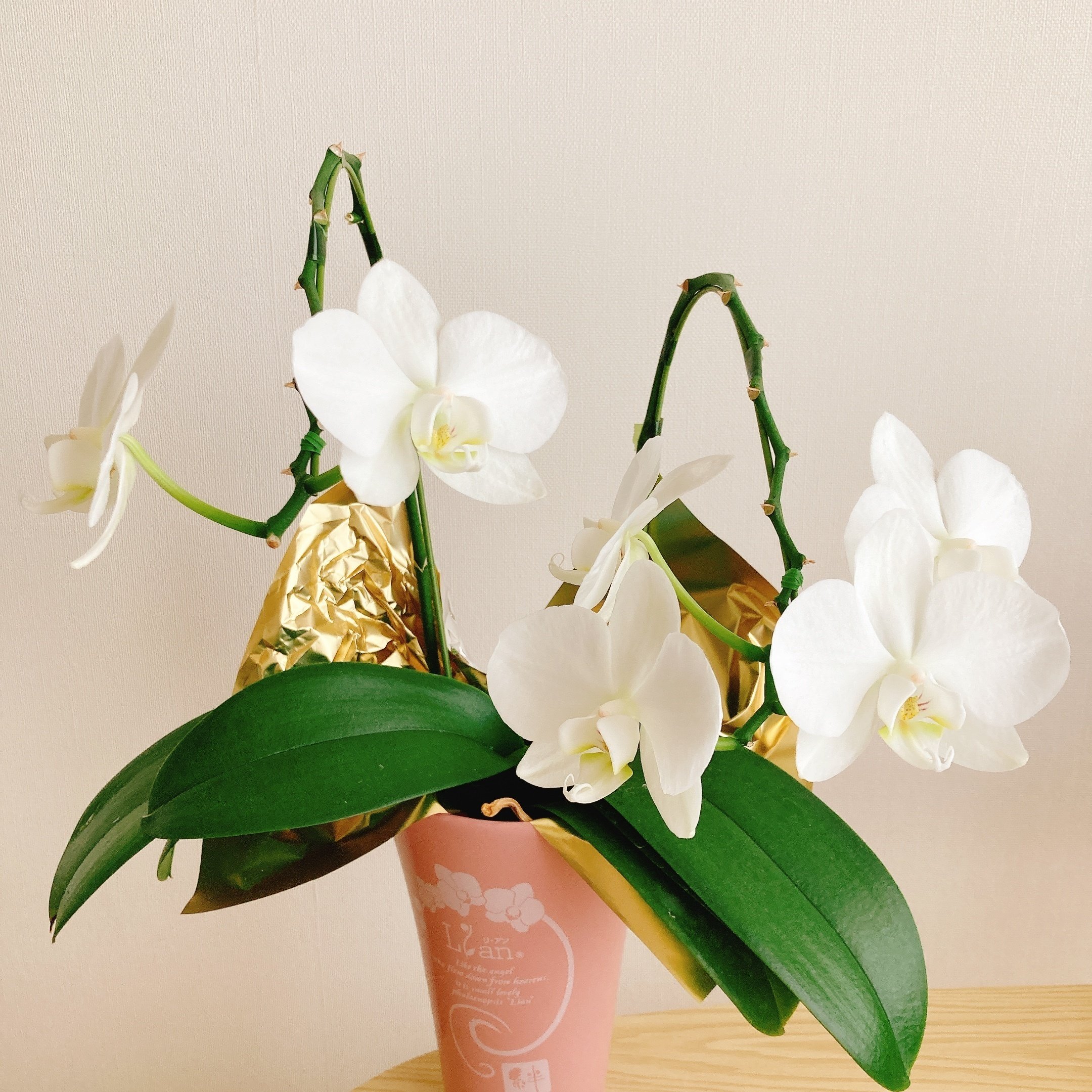 胡蝶蘭祭り　６種　希少種あり　ラスワン　マキュラタ　プルチェリマ　ロビー　マリポ 胡蝶蘭祭り 6種 希少種あり ラスワン マキュラタ プルチェリマ ロビー