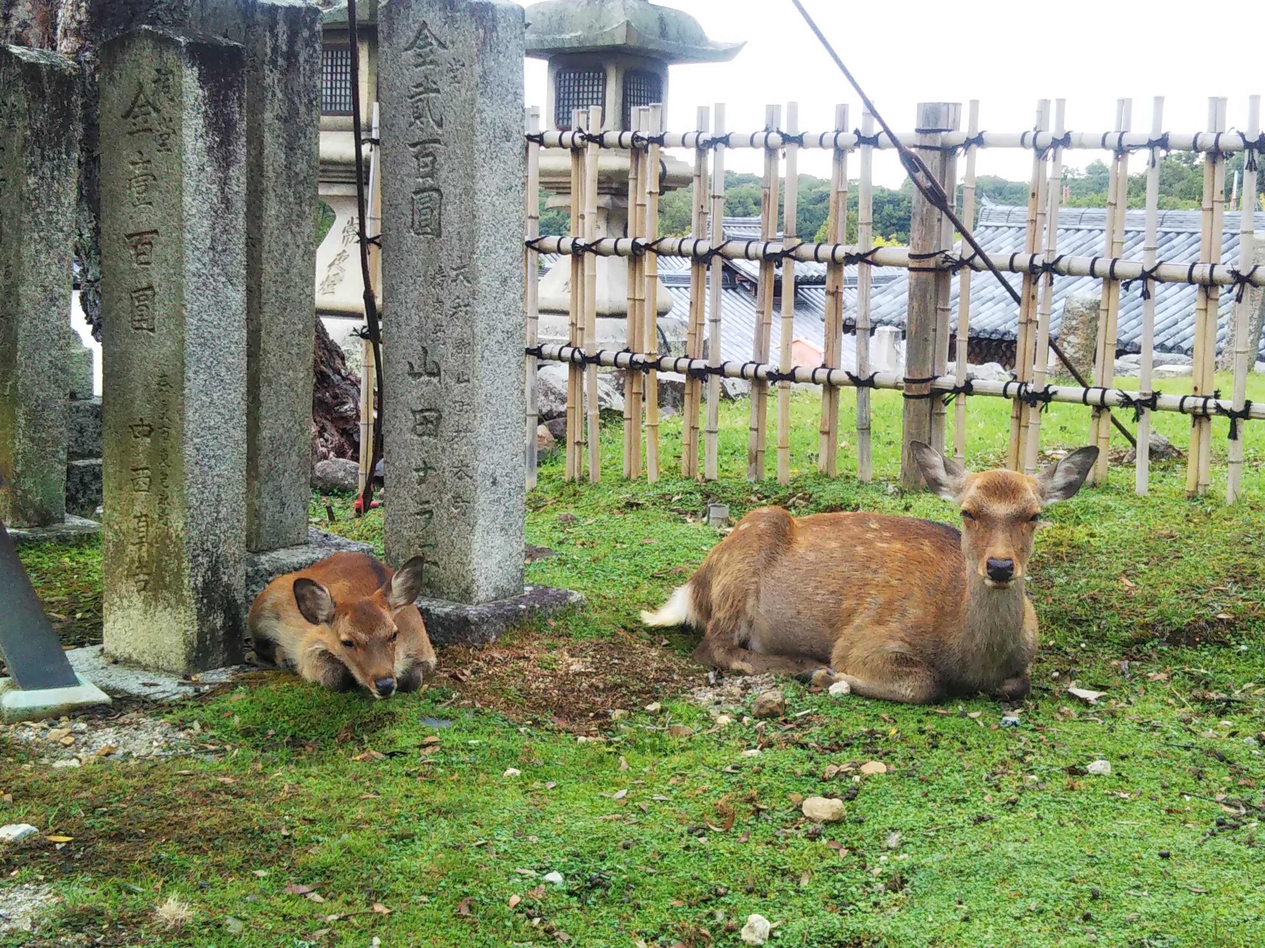 ☆特別編☆10月5日は転害会/国宝/快慶「東大寺⇔手向山八幡宮」アフロ