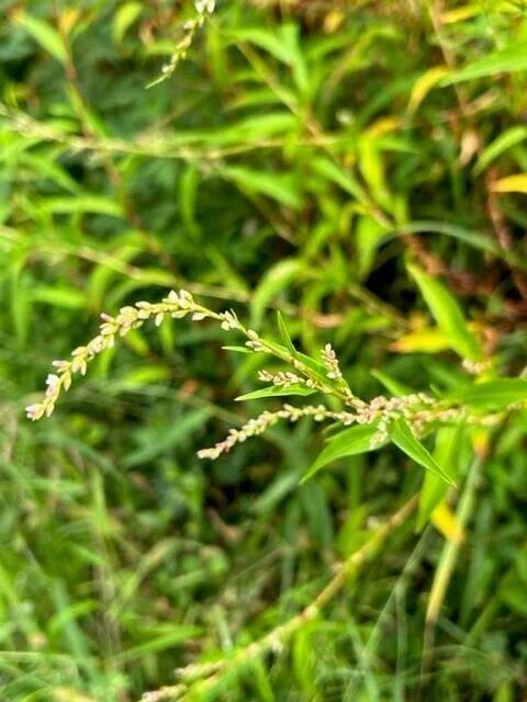 蓼(タデ)食う虫発見|ポン酢専門店「大徳」